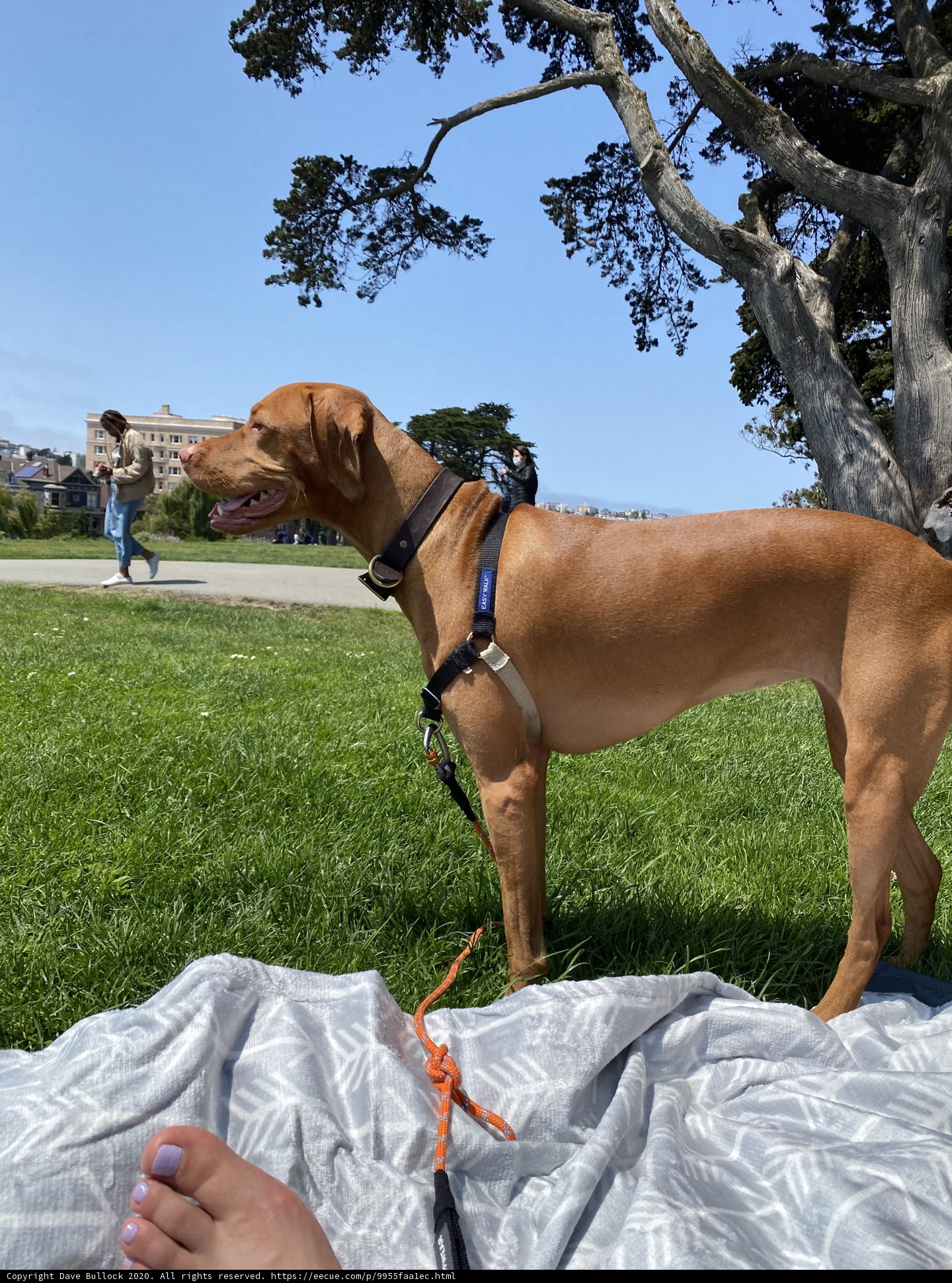 Puppy in the Park