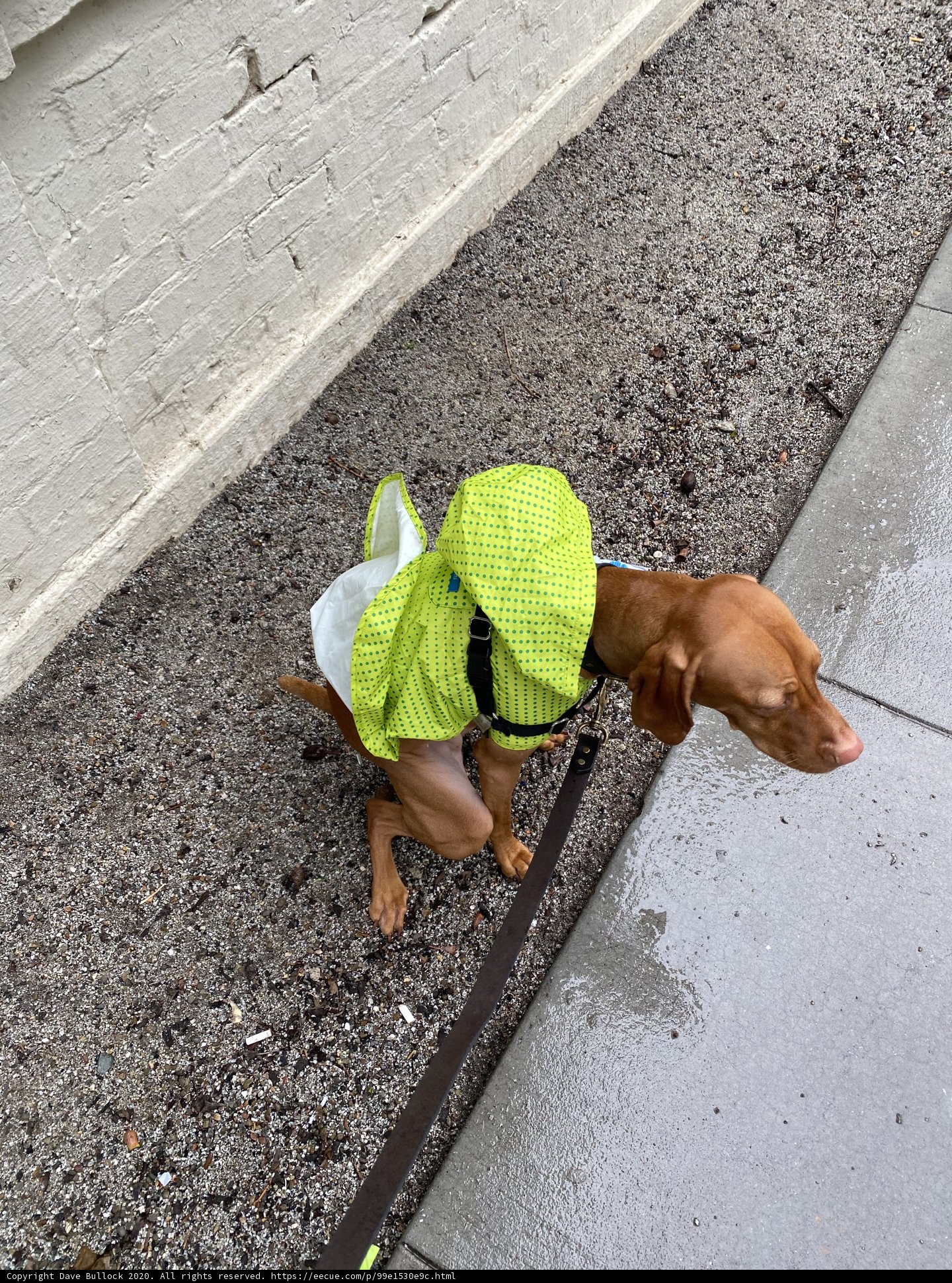 Rainy Day Adventure Buddy