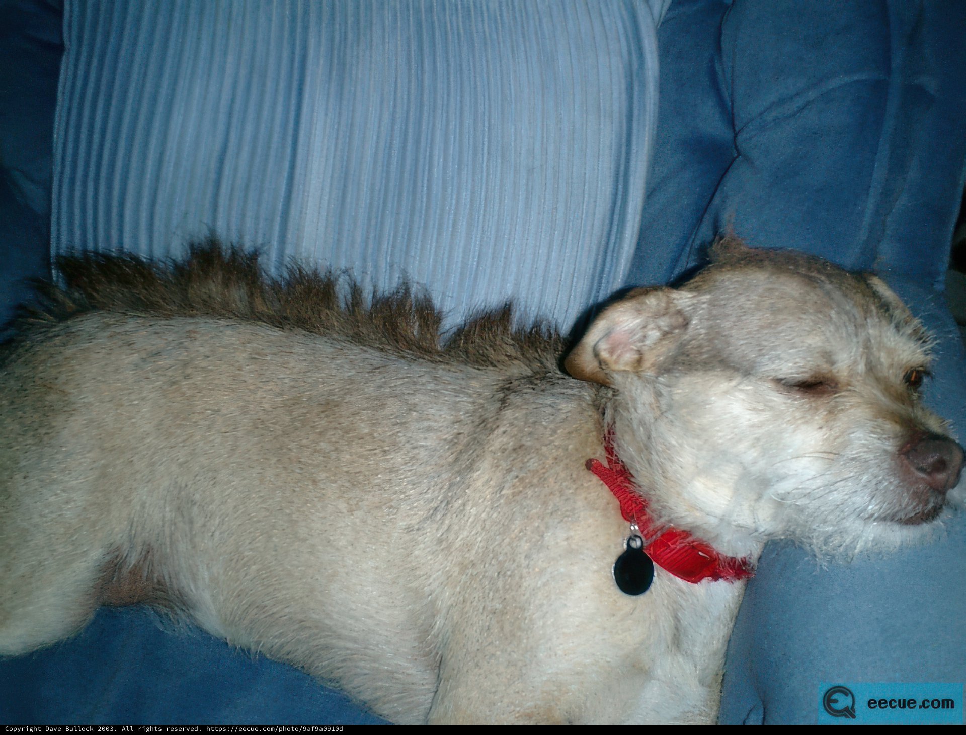 Comfy Canine on the Couch