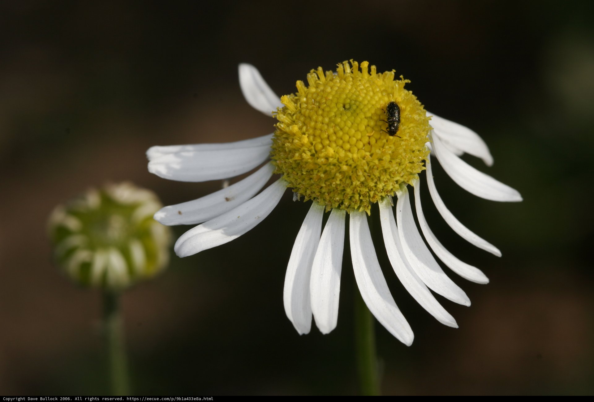 Bee on a Daisy Flower