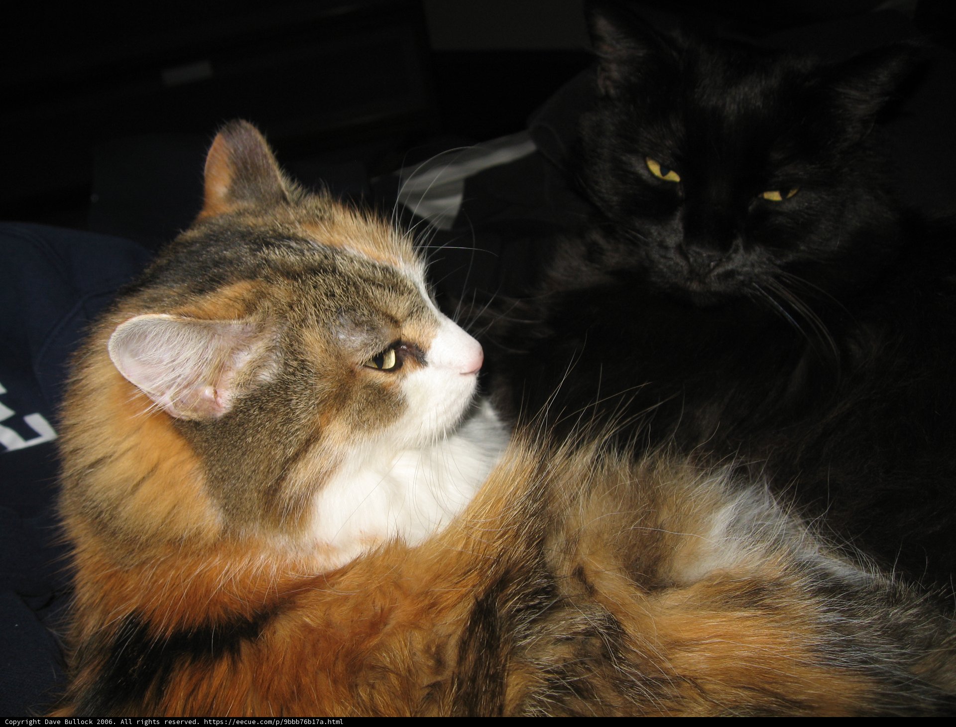 Feline Friends