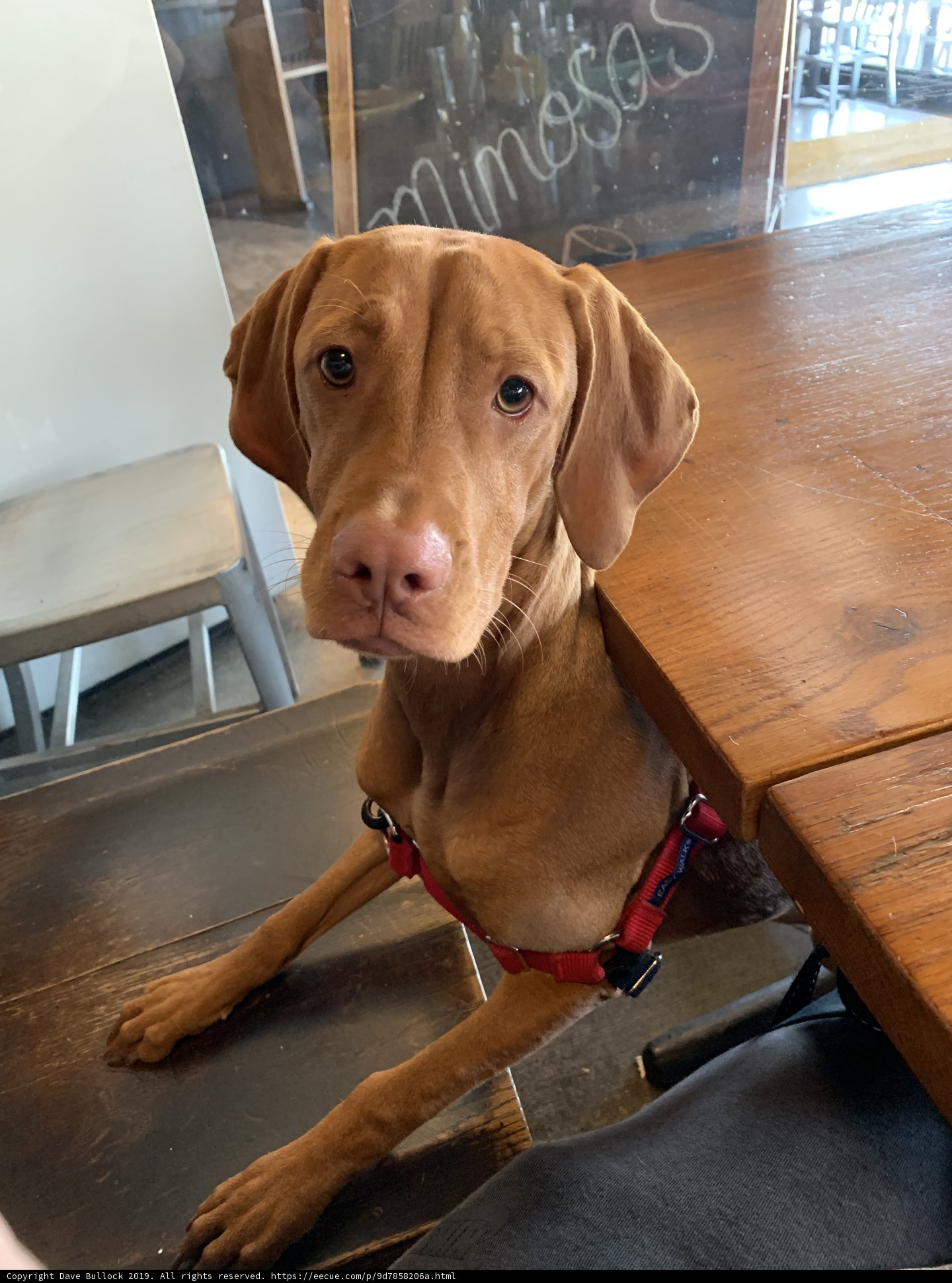 Fido's Fancy Table Talk