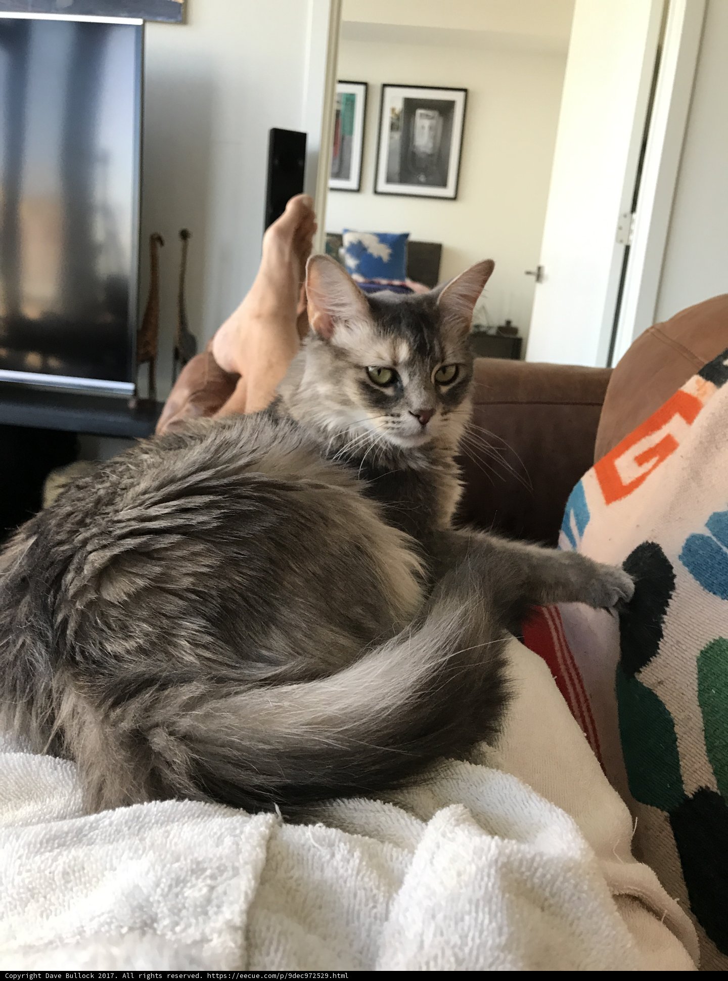 Cozy Gray Cat on Couch with Blanket