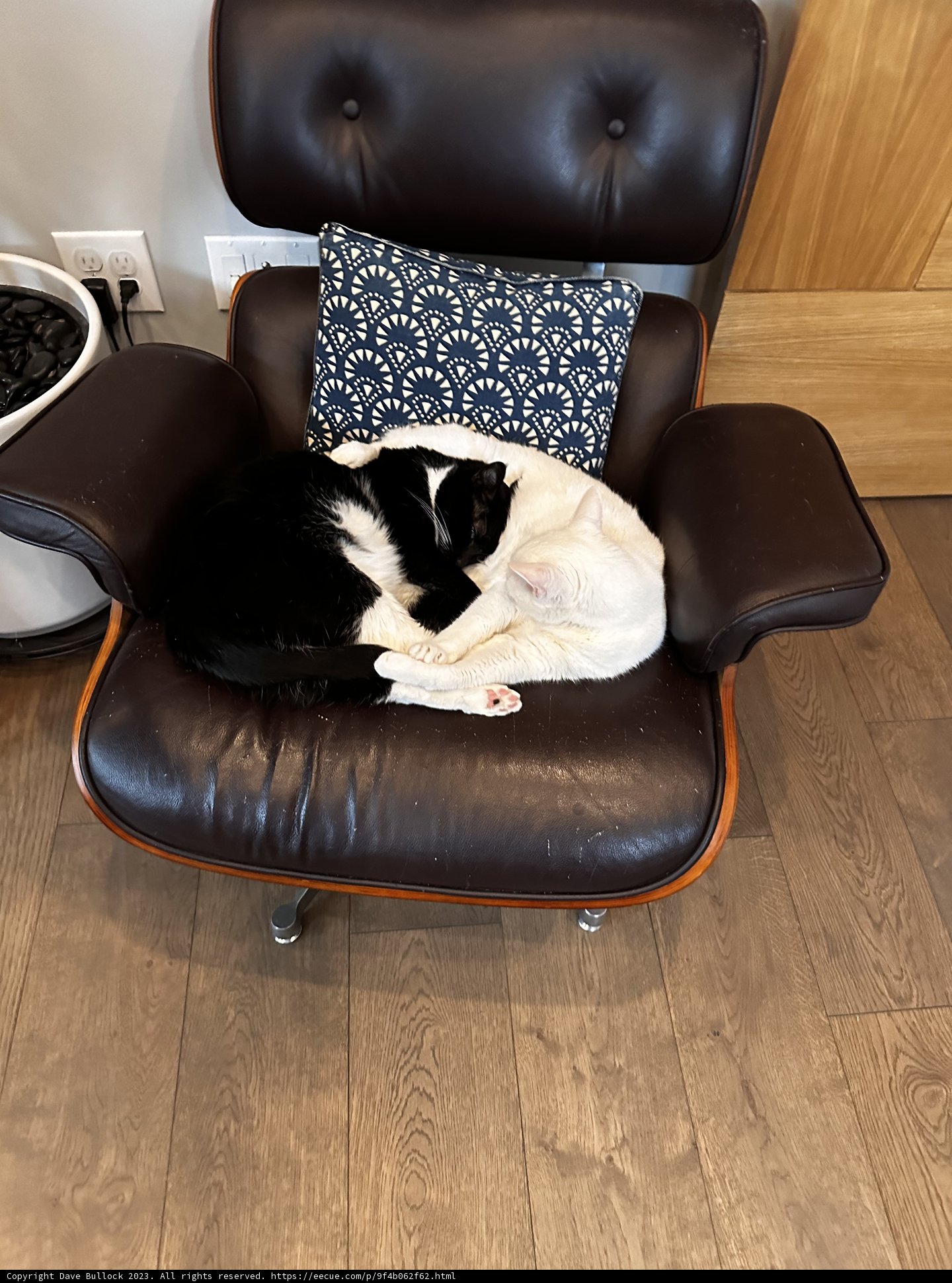 Cozy Cat on a Chair