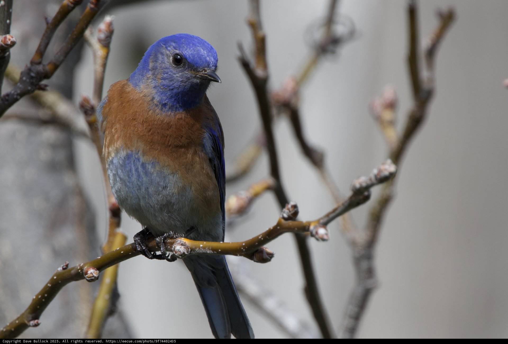 Jewel of the Branches