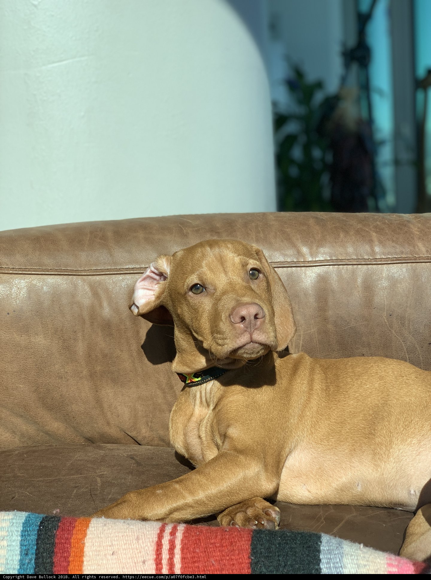 Lazy Days with the Couch Dog