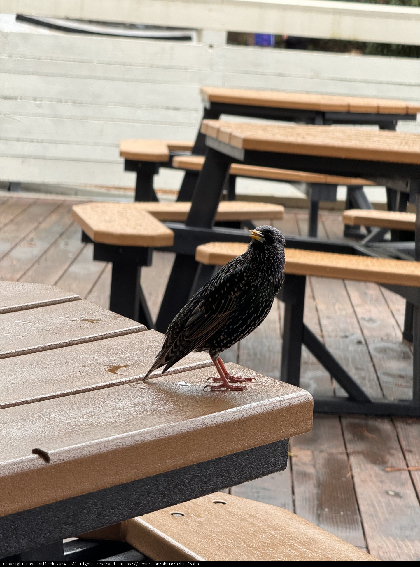 Feathered Visitor in Marin Headlands