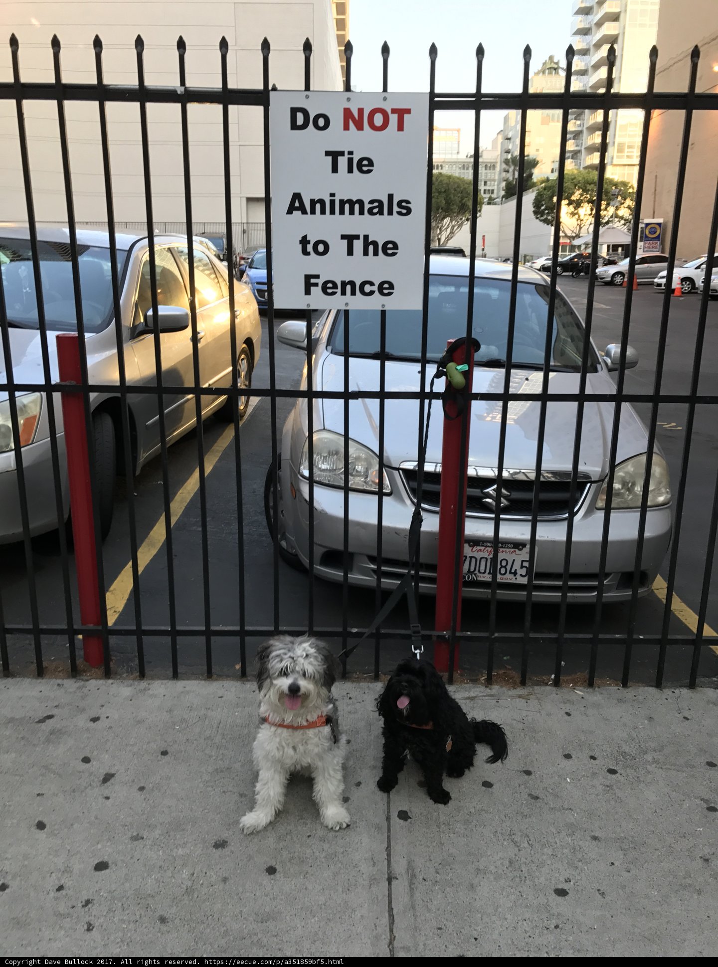 Canine Duo at the Fence