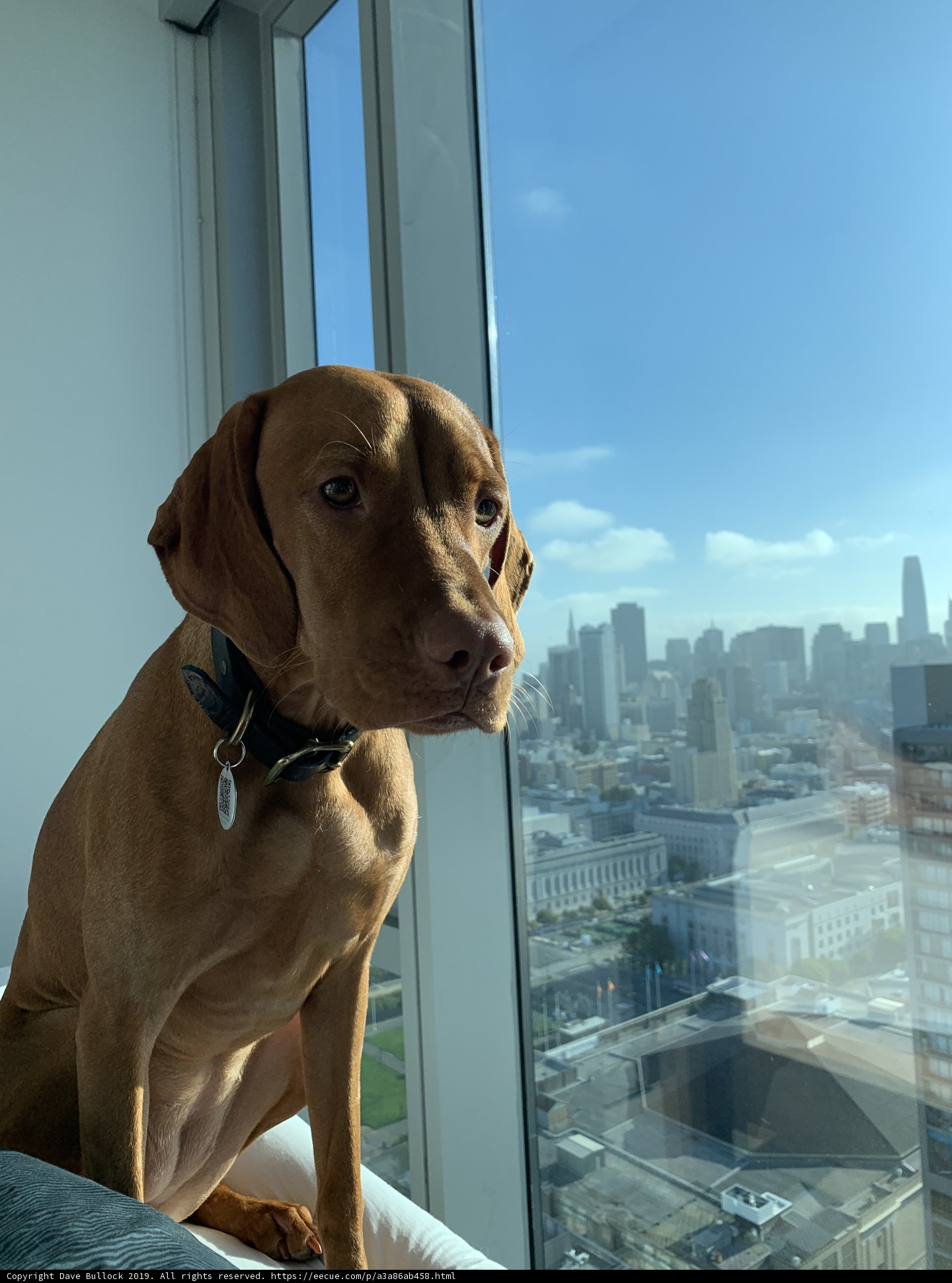 City Dog