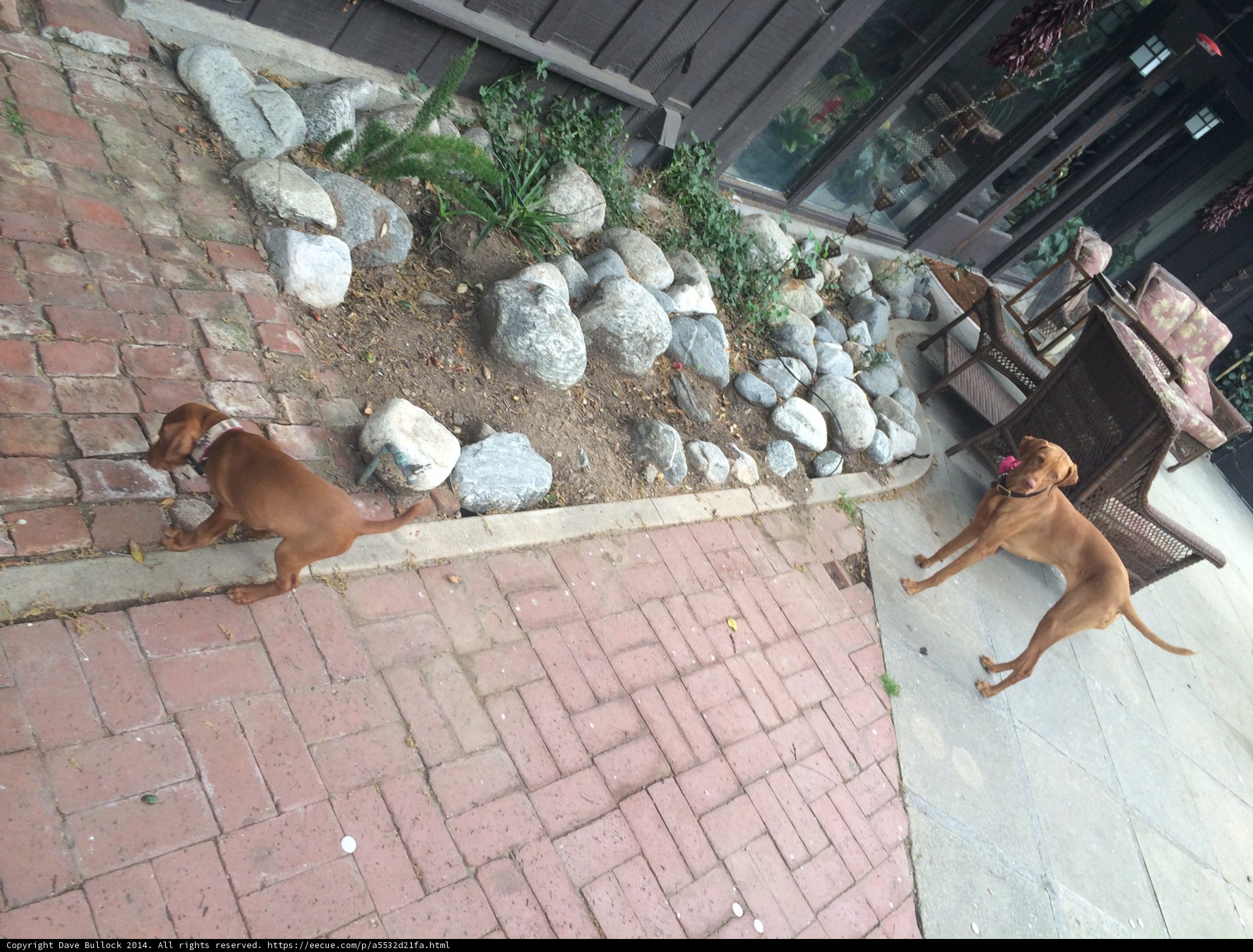 Canine Companion