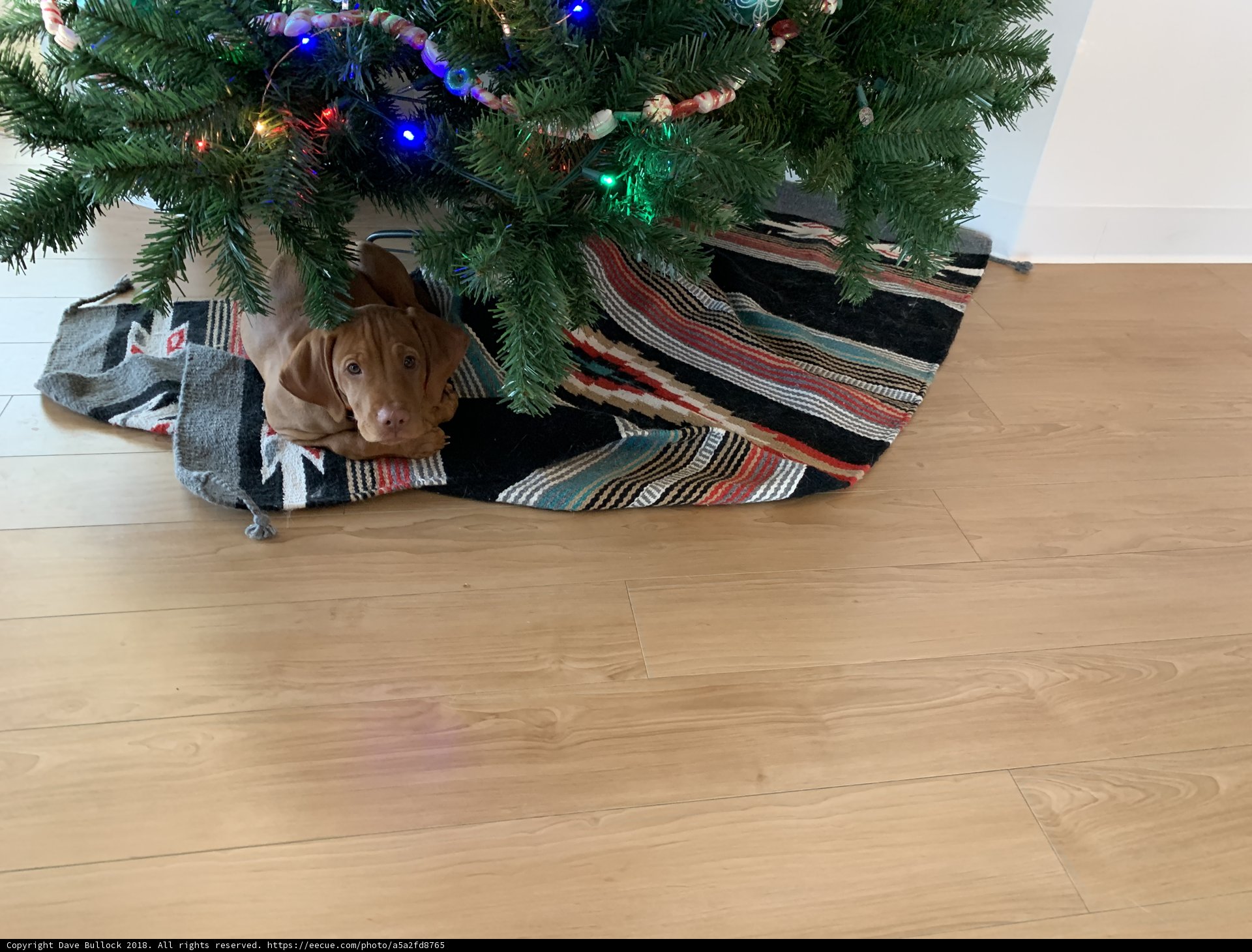A Dog's Christmas