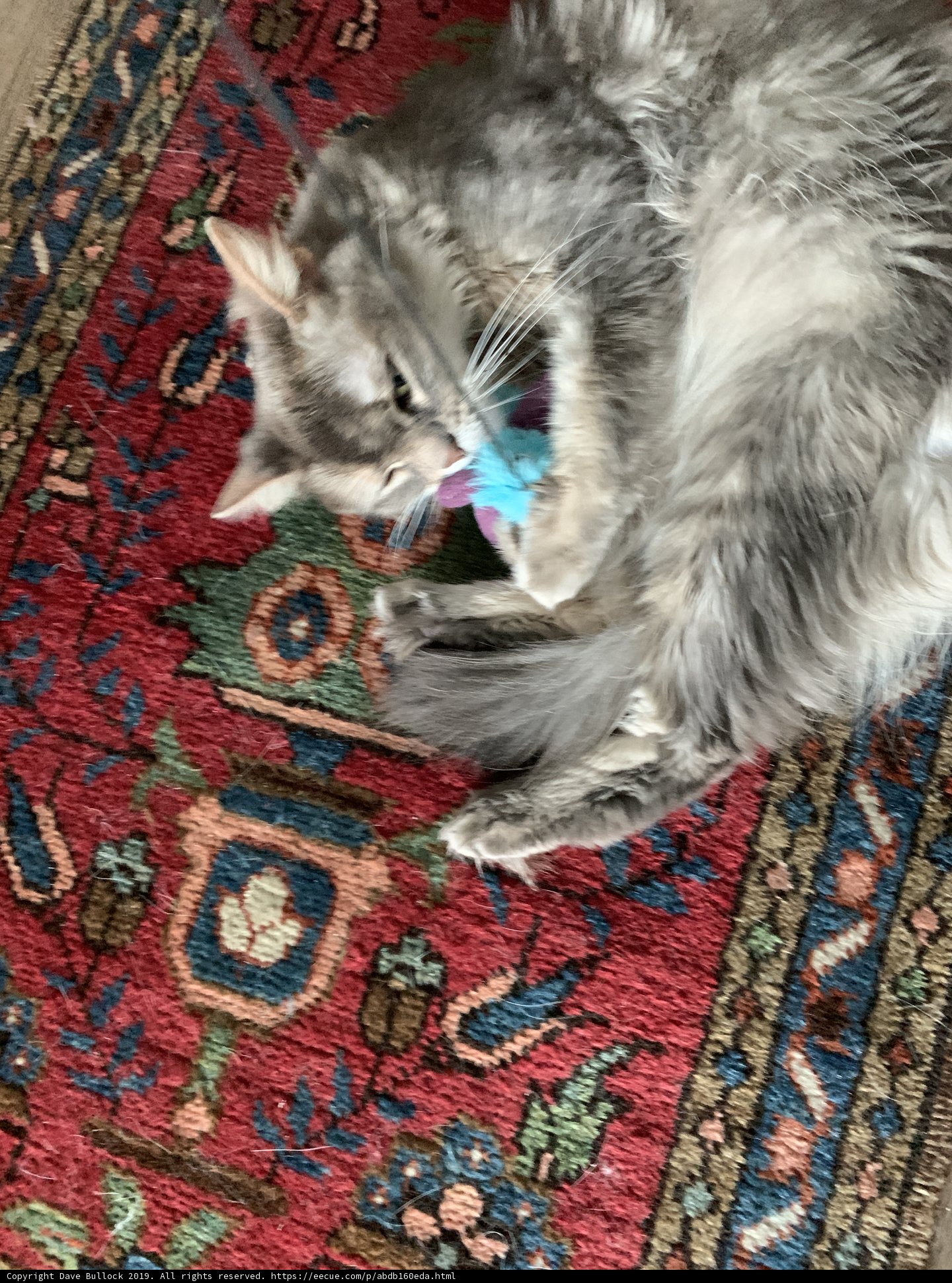 Feline Fun on the Fringed Rug