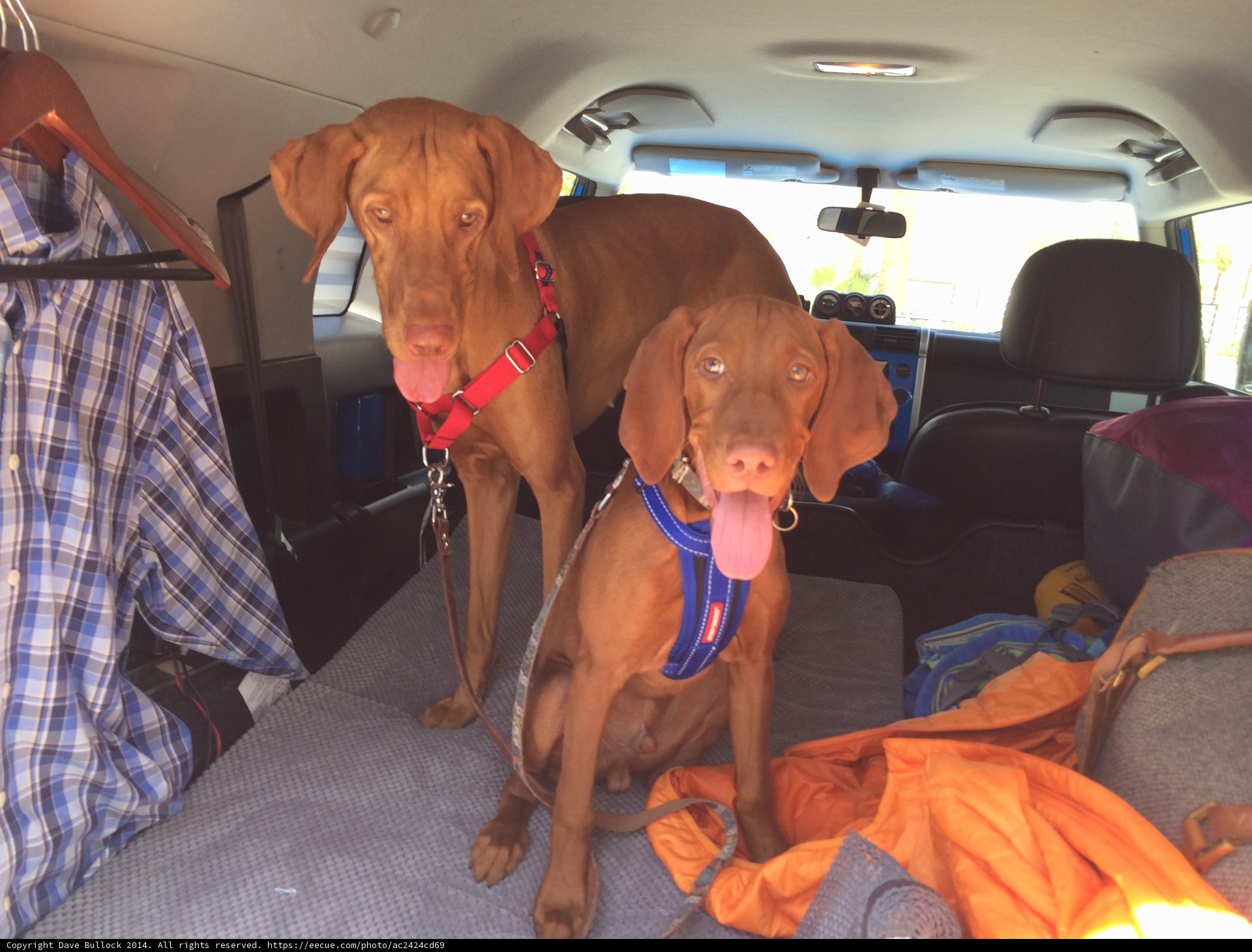 Canine Road Trippers