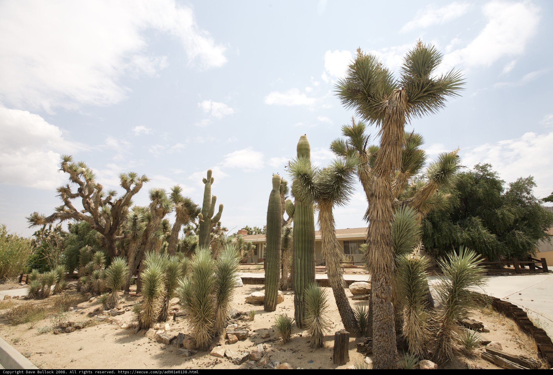 Desert Cactus Oasis