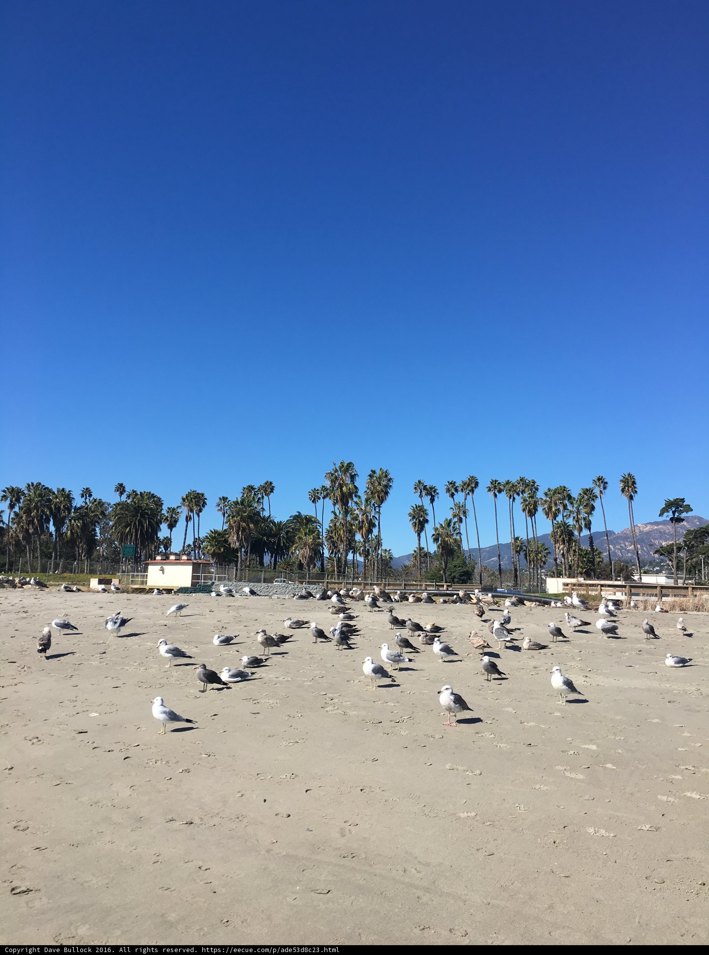 Flock of Seagulls Bask in the Summer Sun Near Palm Trees