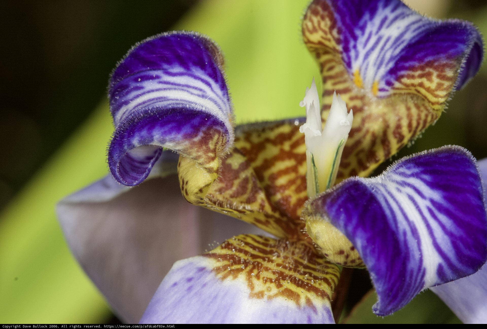 Vibrant Iris Flower in Fiji