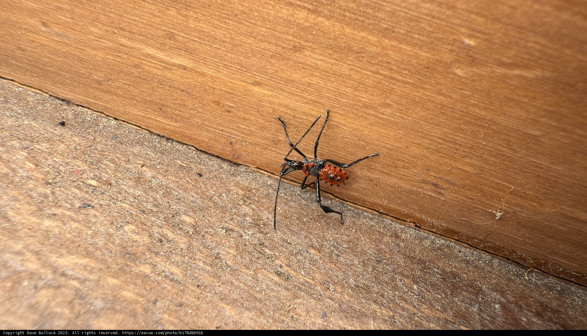 Curious Encounter with a Red Assassin Bug