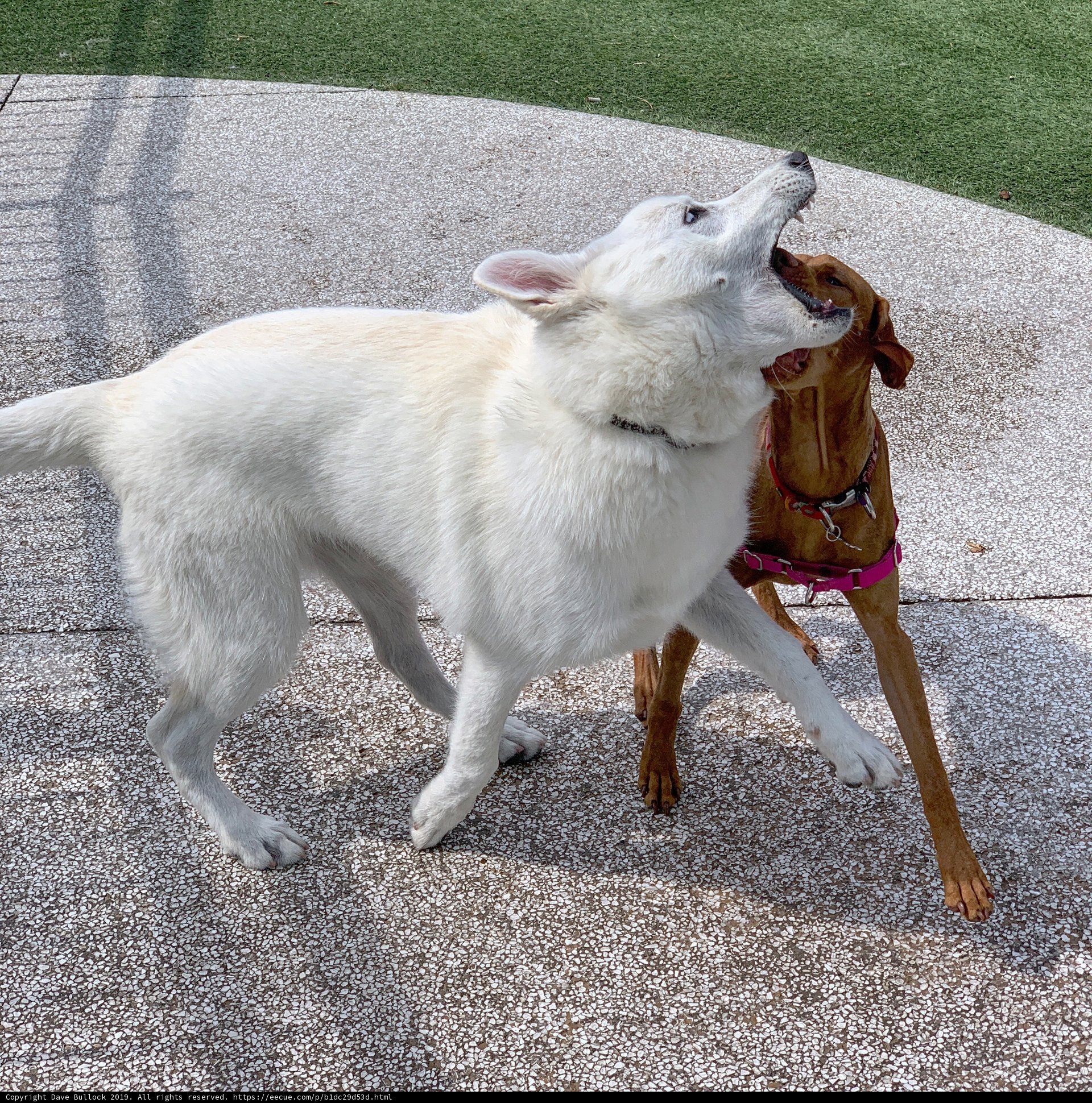 Dog fight on Los Angeles walkway
