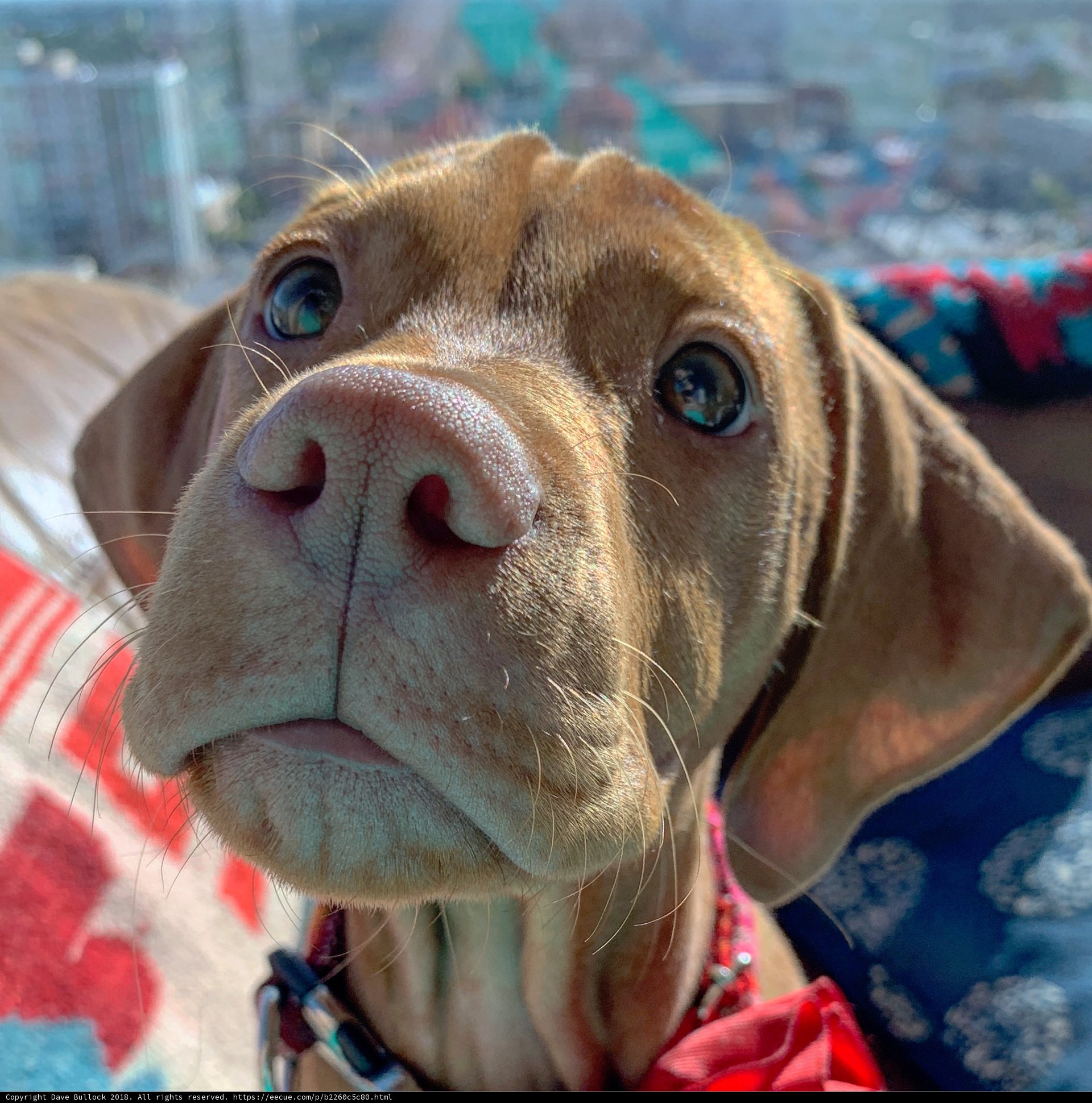 Puppy Love in LA
