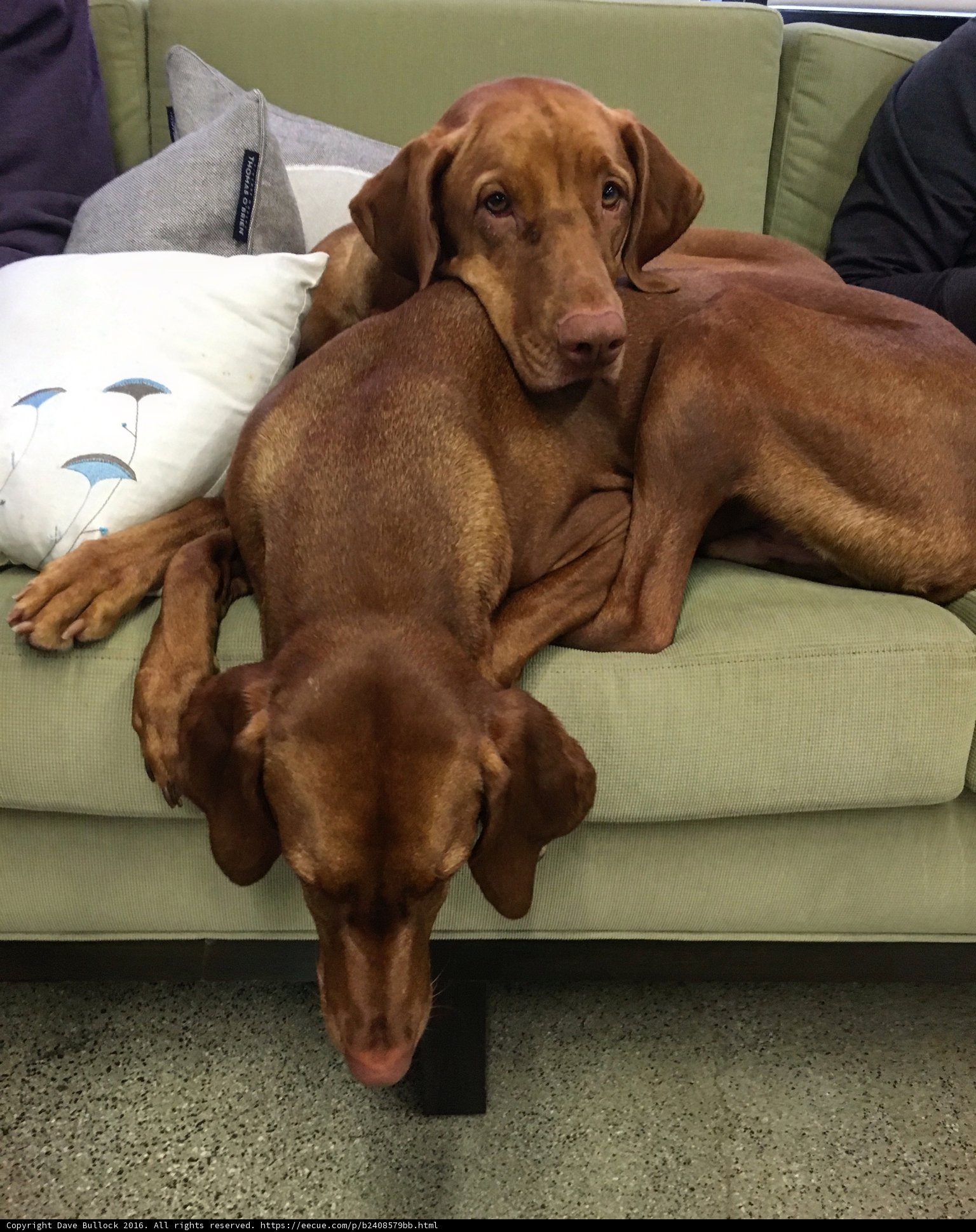 Canine Cuddle Time