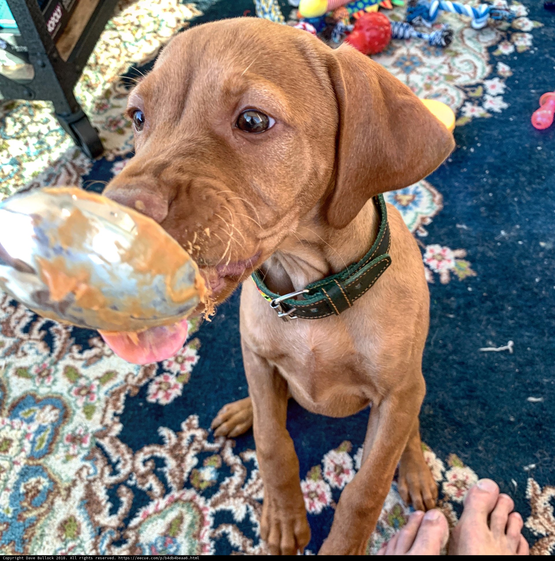 Canine Fun