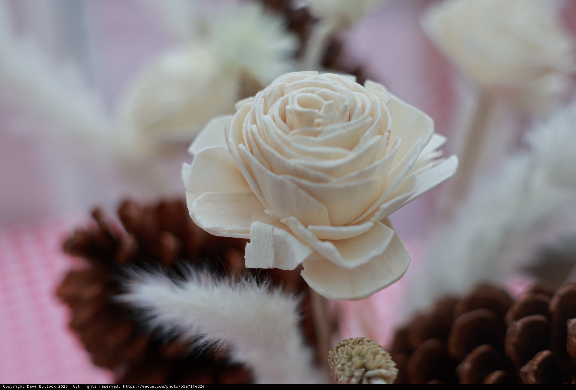 Delicate Sola Wood Rose Among Winter Pine Cones