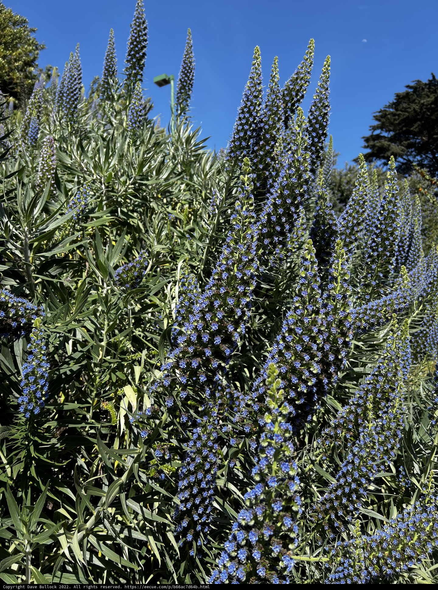 Lupin in Bloom