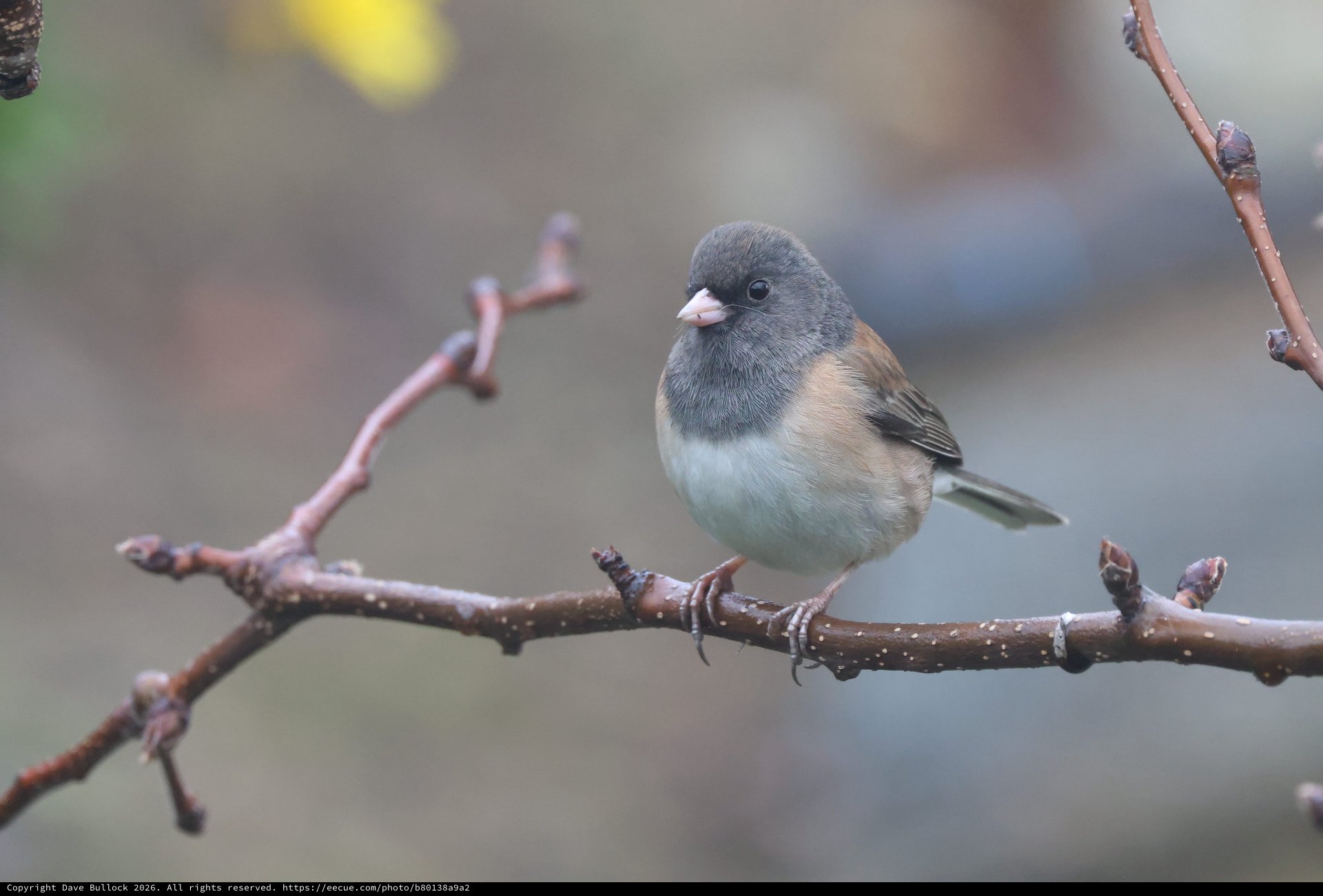 Dark-eyed Junco Perched on Winter Branch