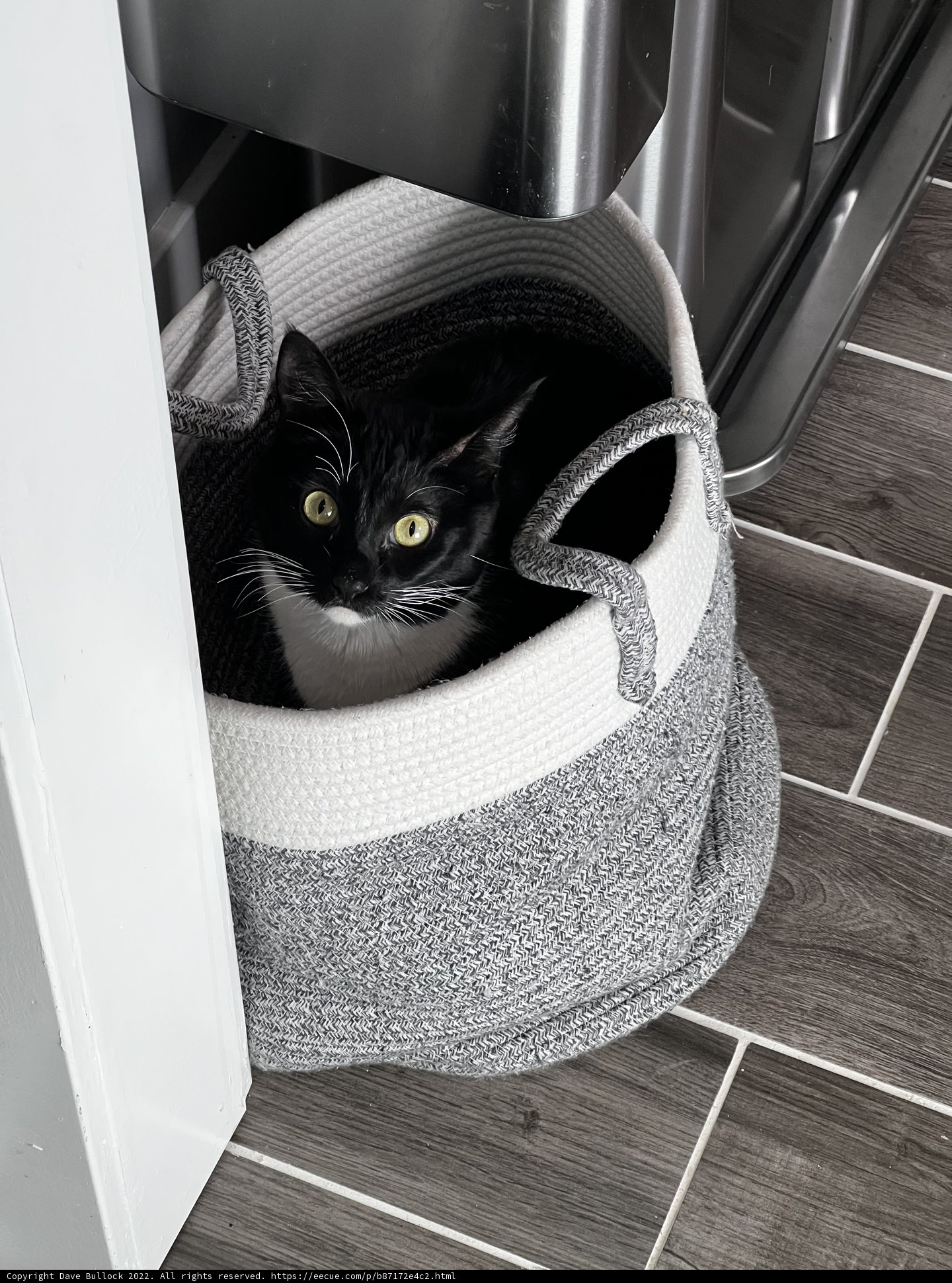 Cozy Kitty
