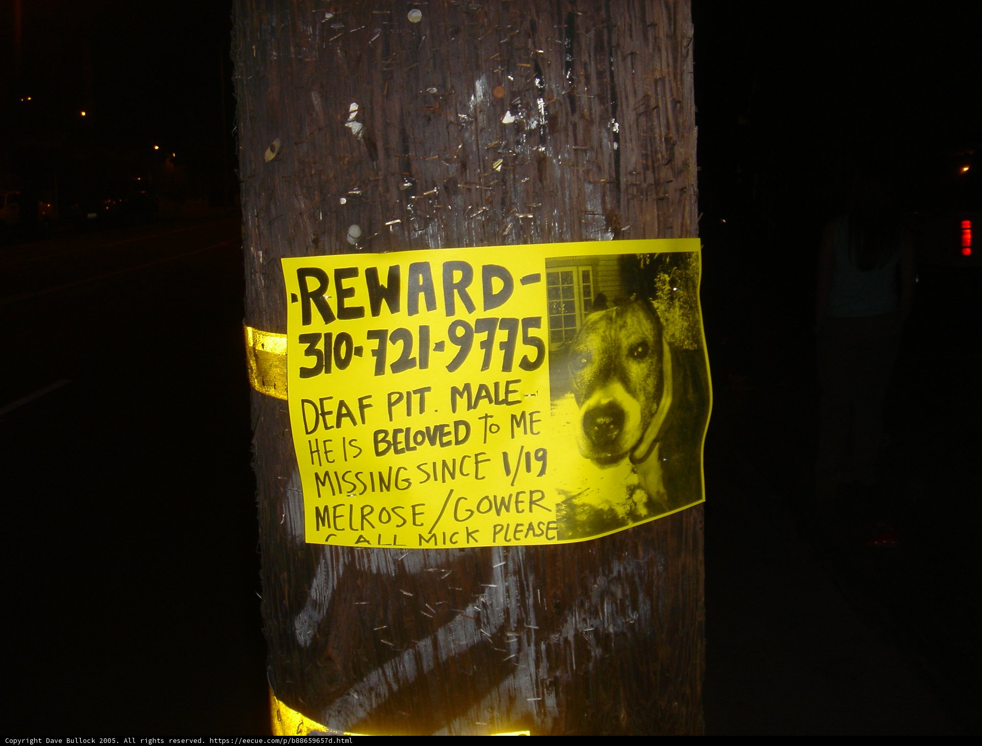 Canine Advertisement