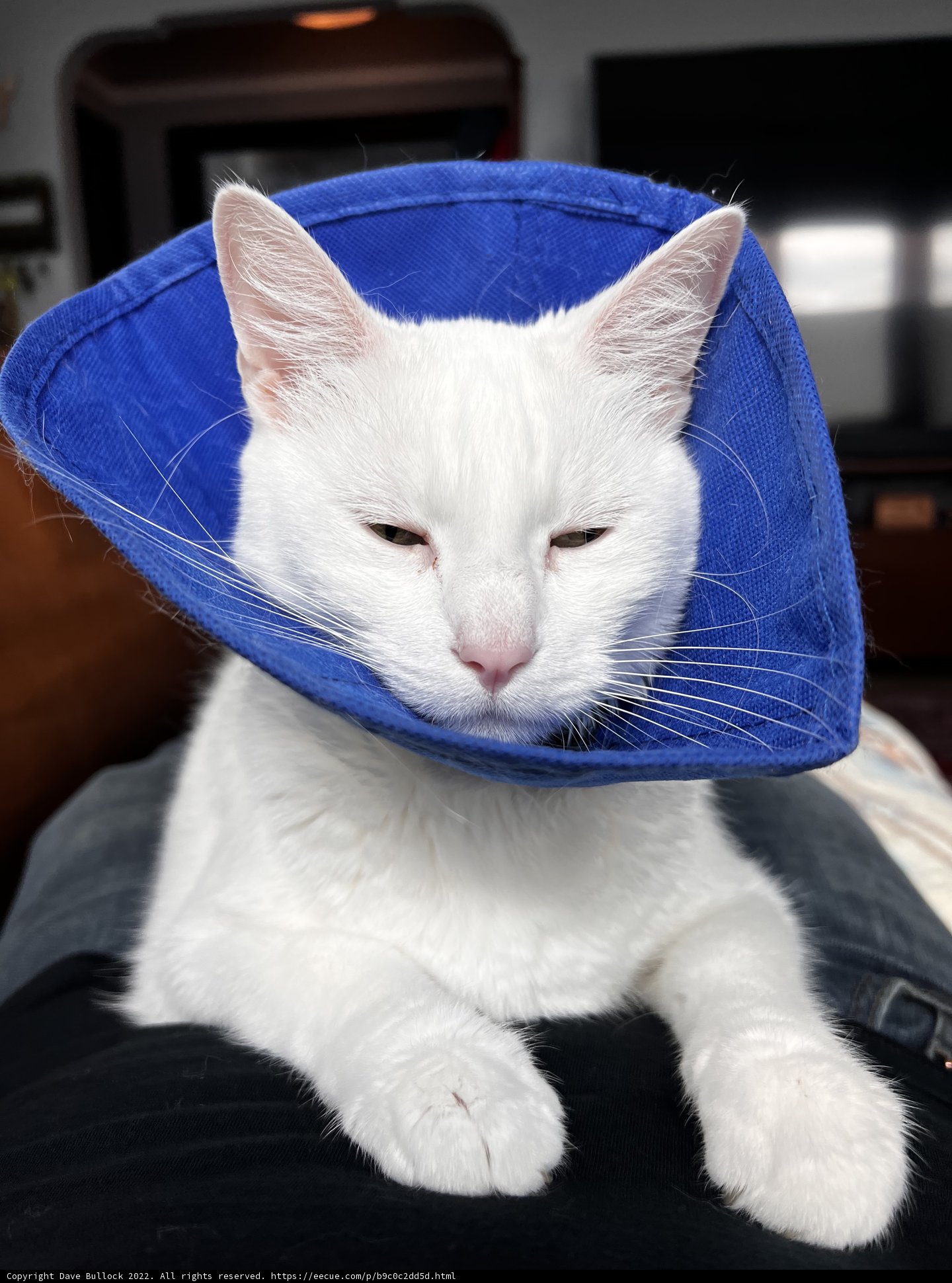 The Fashionable Feline