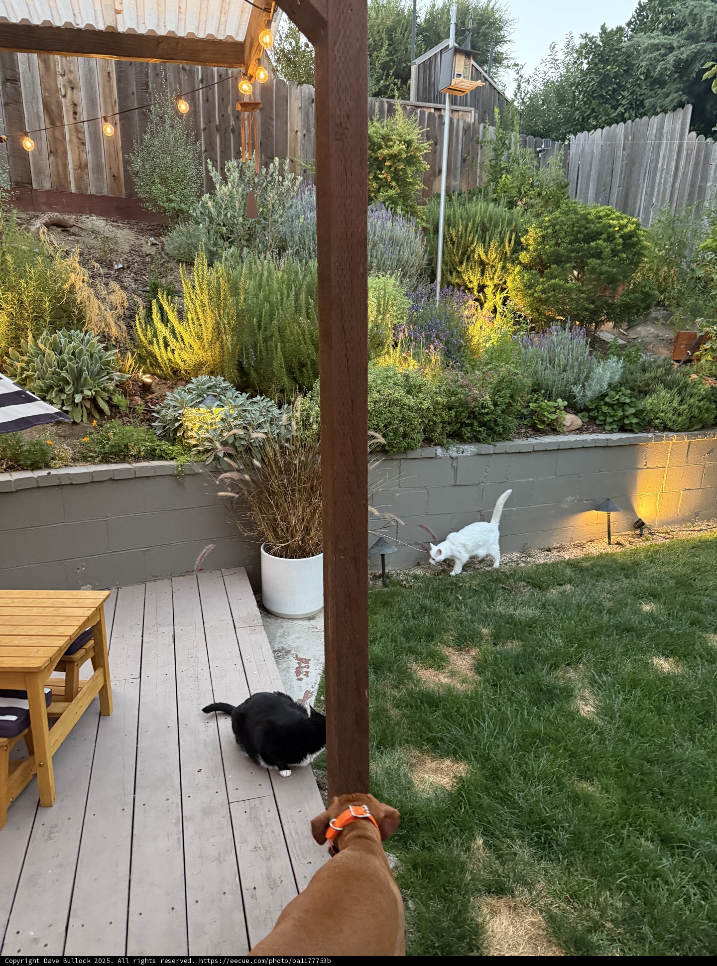 Evening Harmony in the Backyard