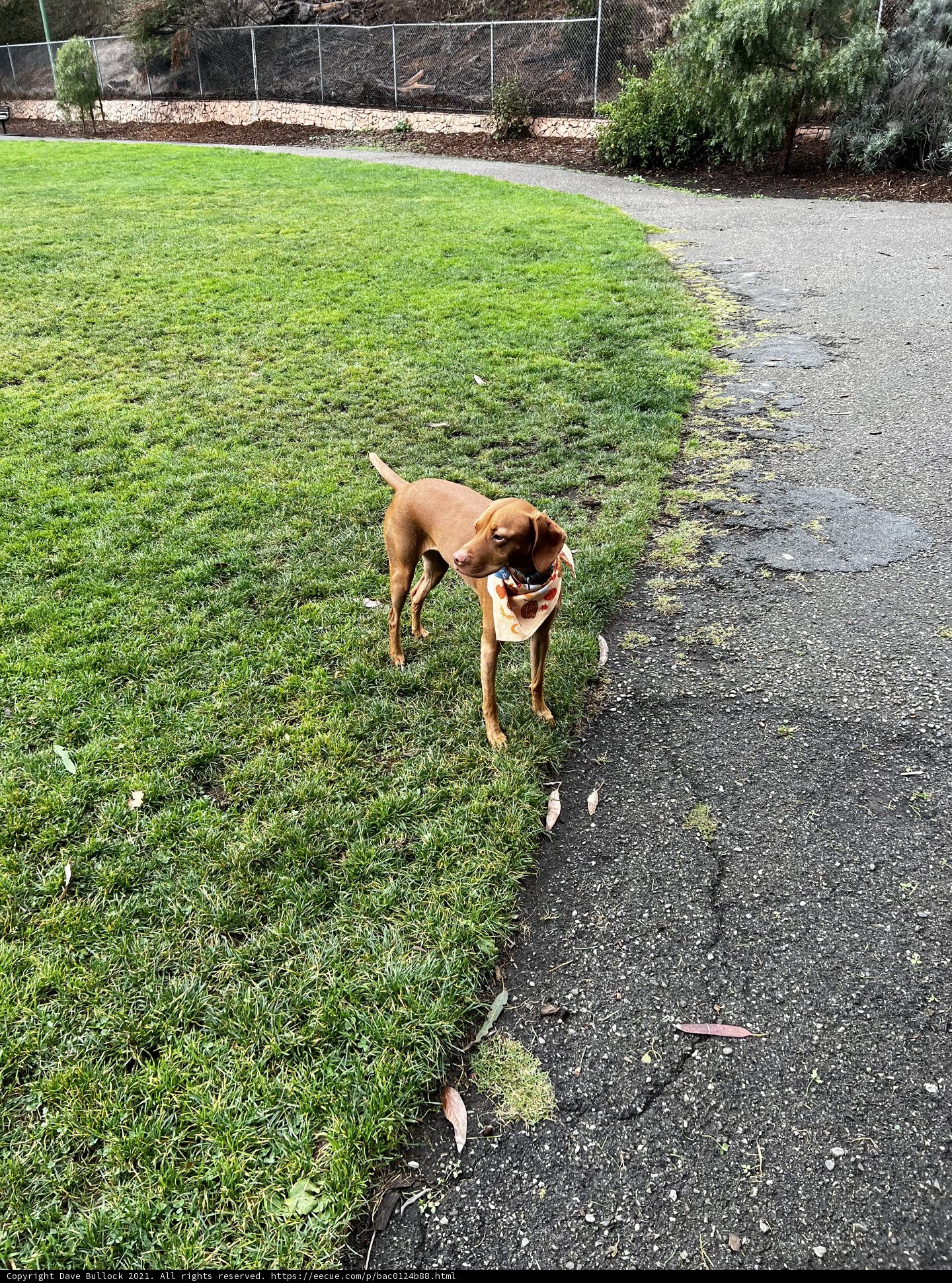 A Canine's Playtime in the Park