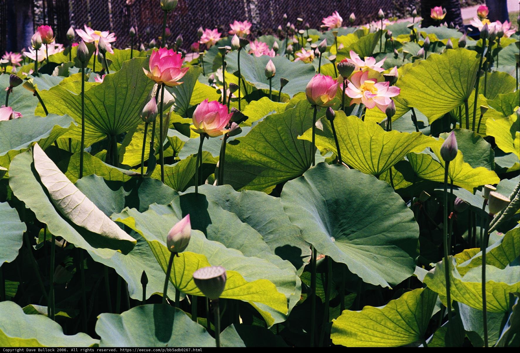 Field of Pink Lotus Flowers