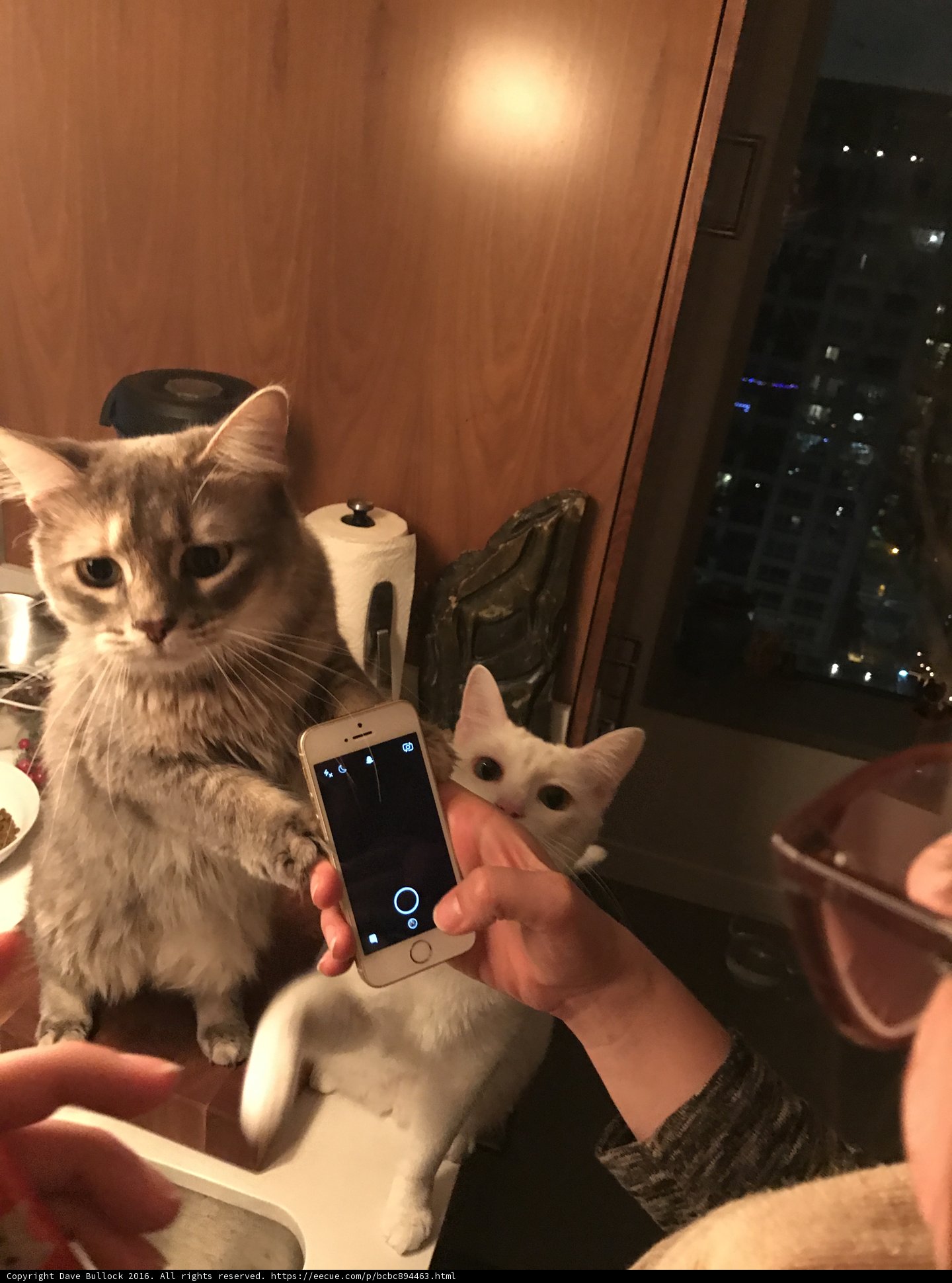 Cat Takes Over Phone Duty