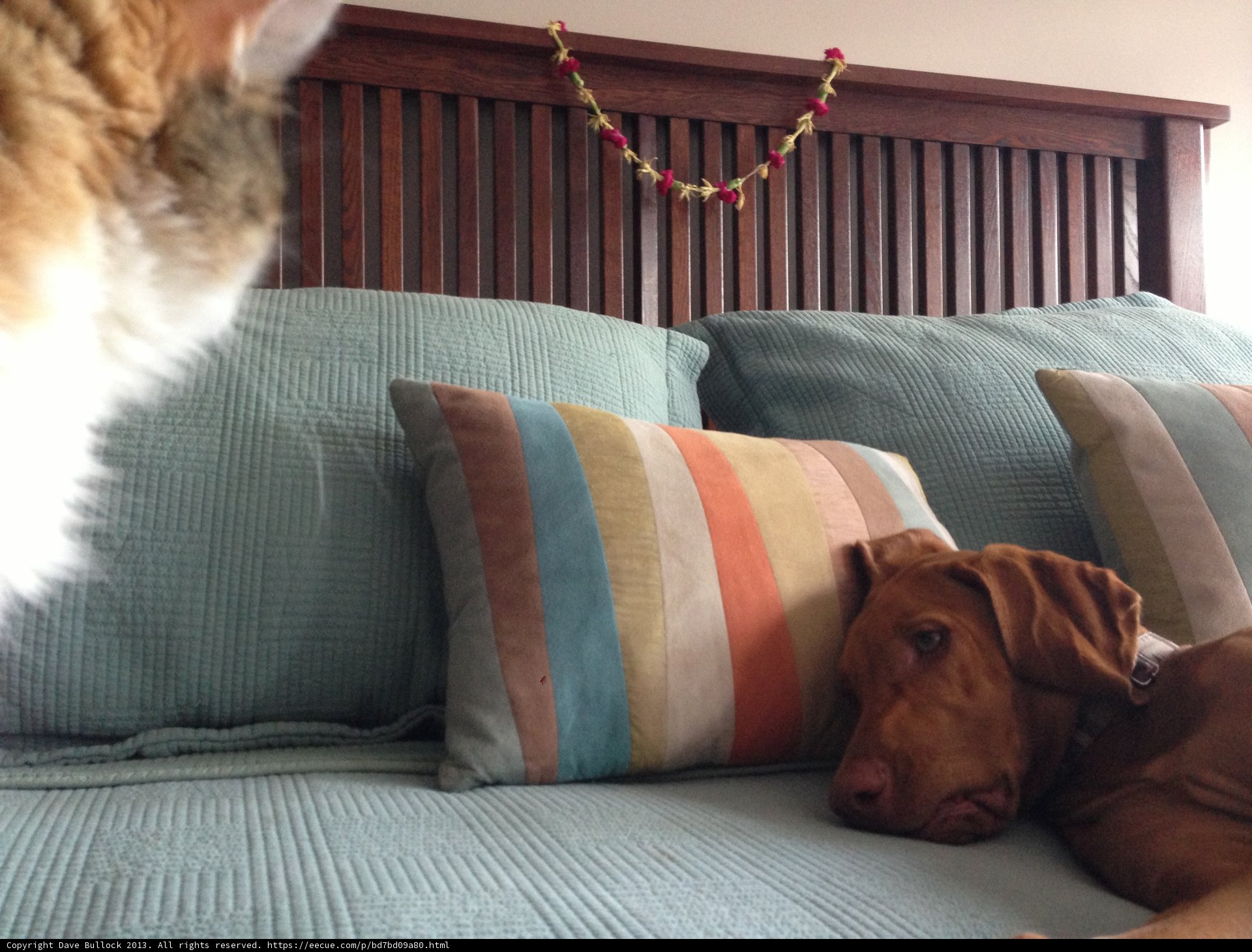 Canine Comfort