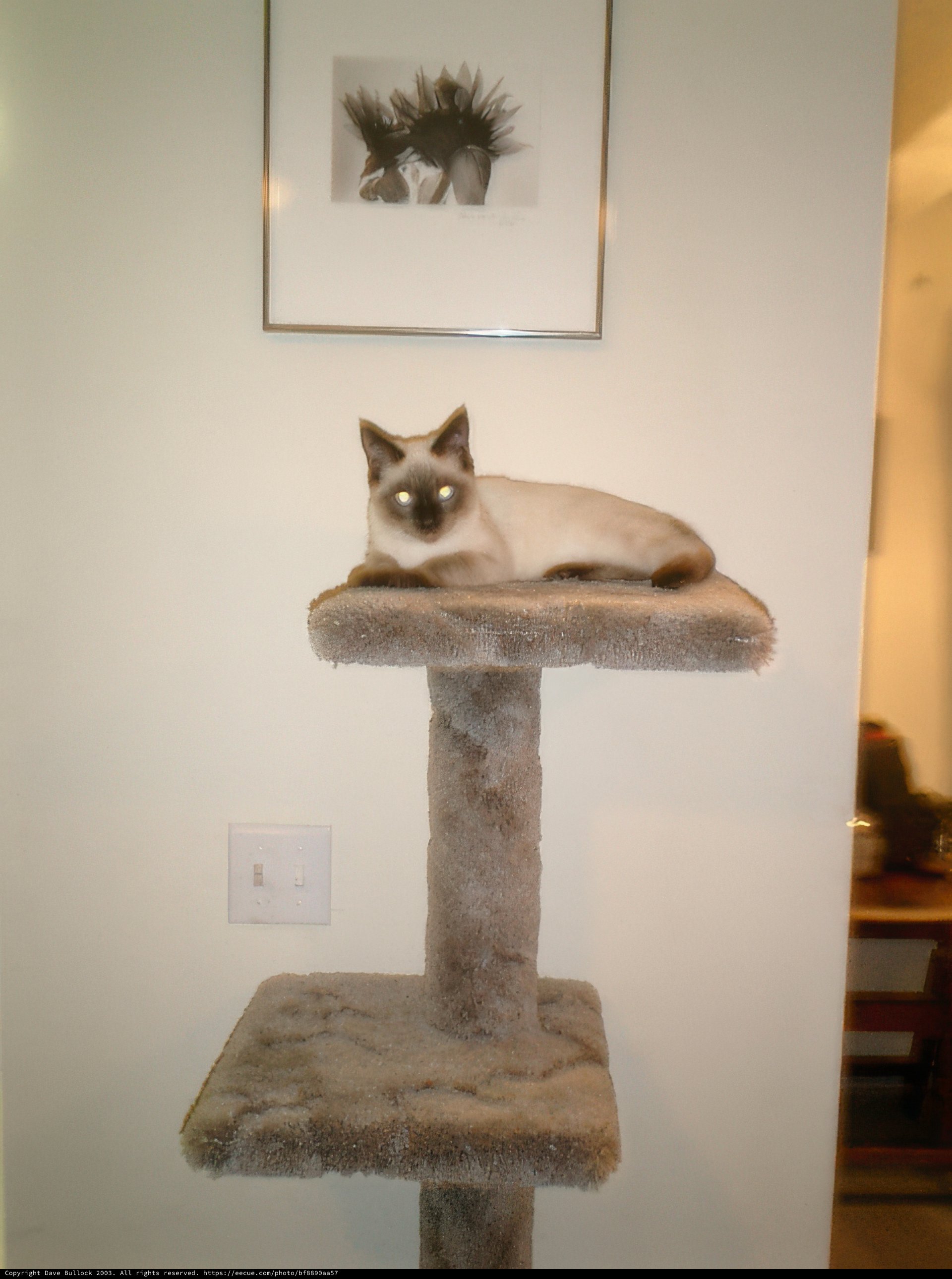 Siamese Cat on a Wooden Cat Tree