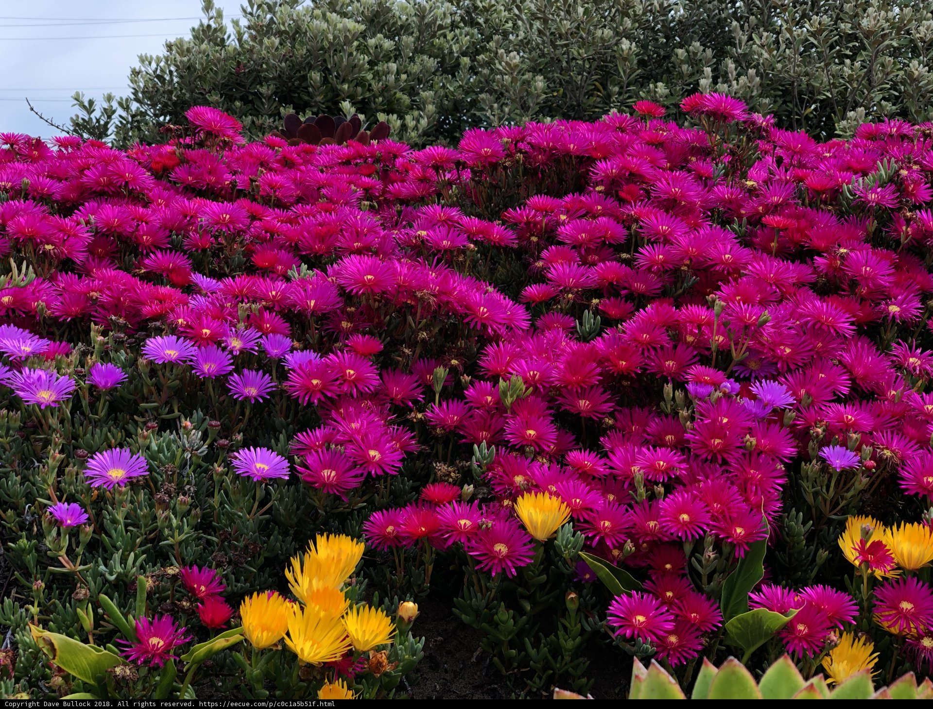 Seascape Blooms
