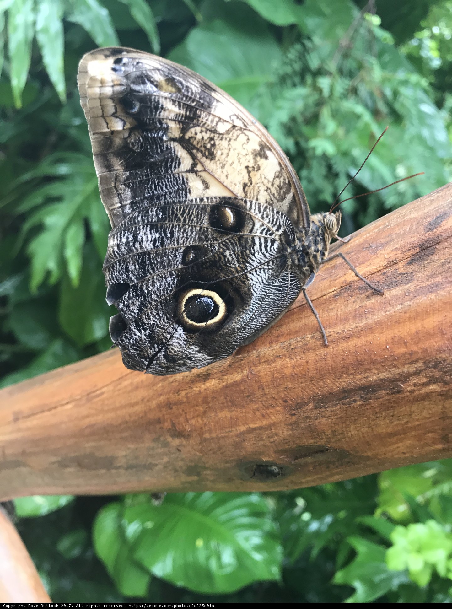 Butterfly Gazing
