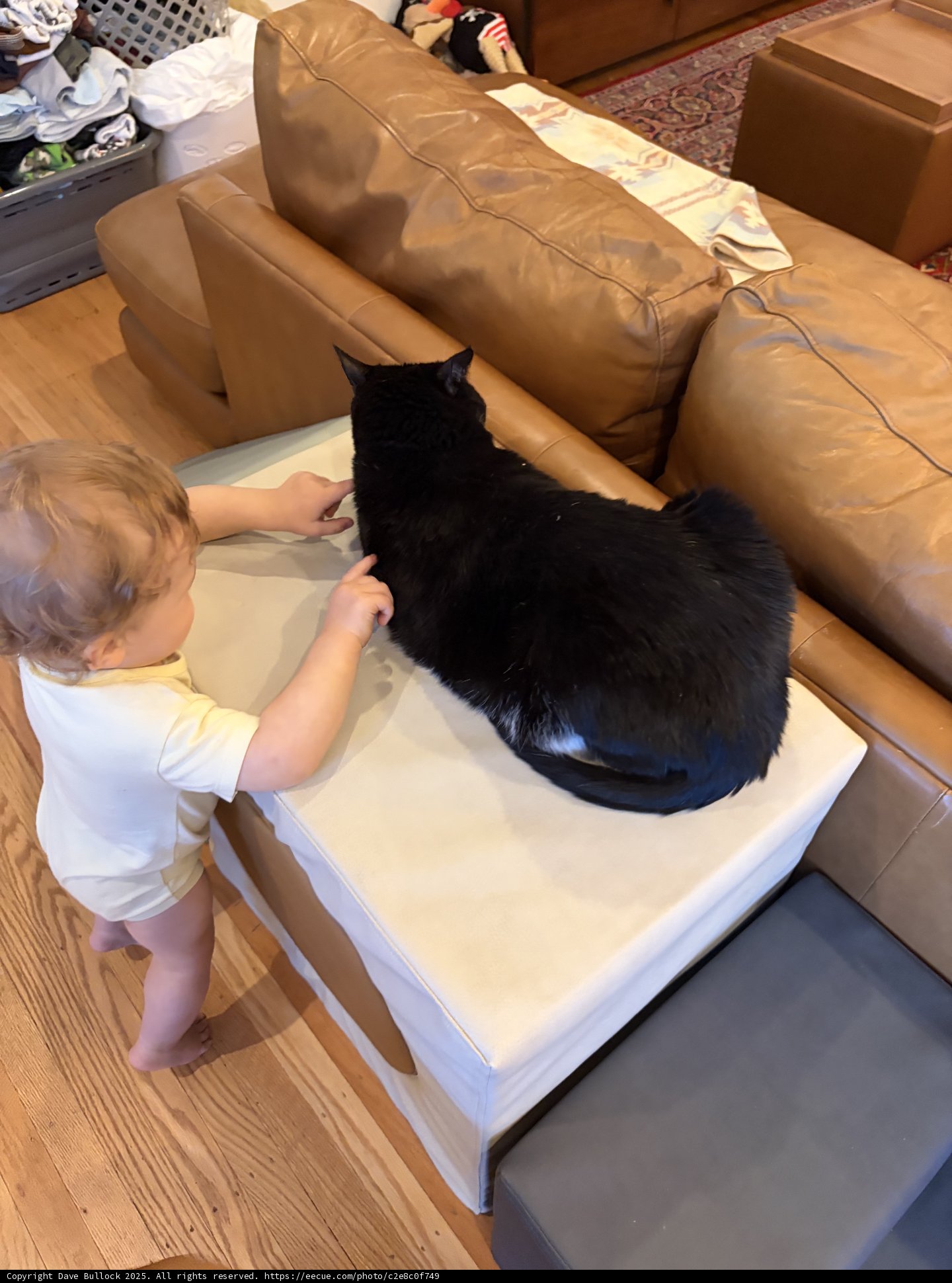 Curious Encounters: Baby Meets Feline