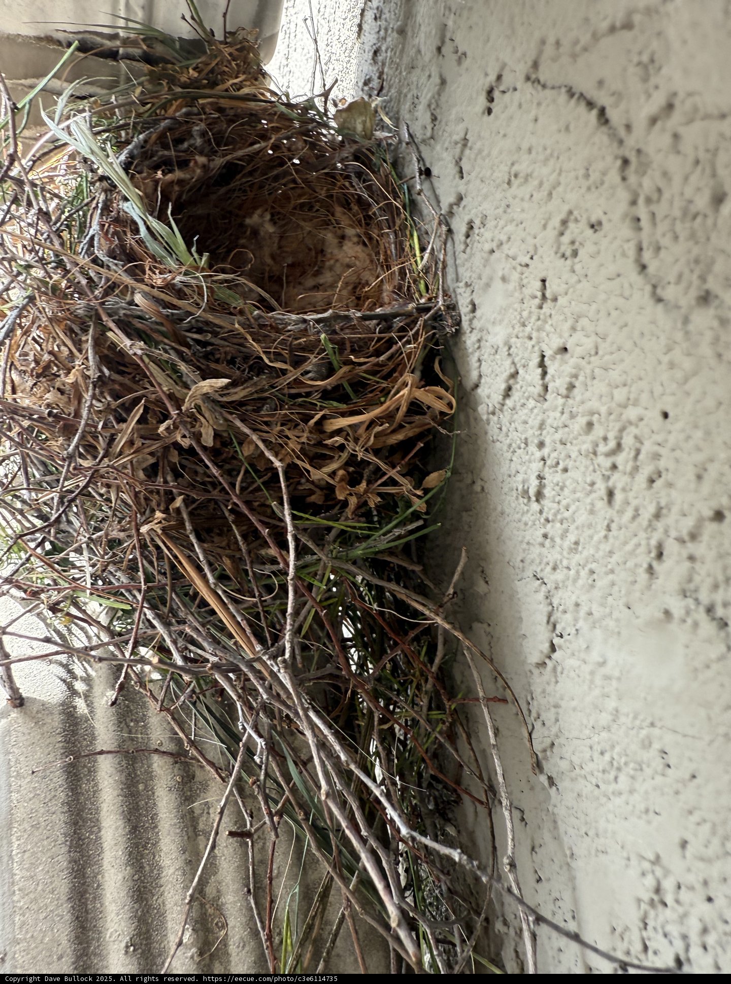 Nature's Cradle by the Wall