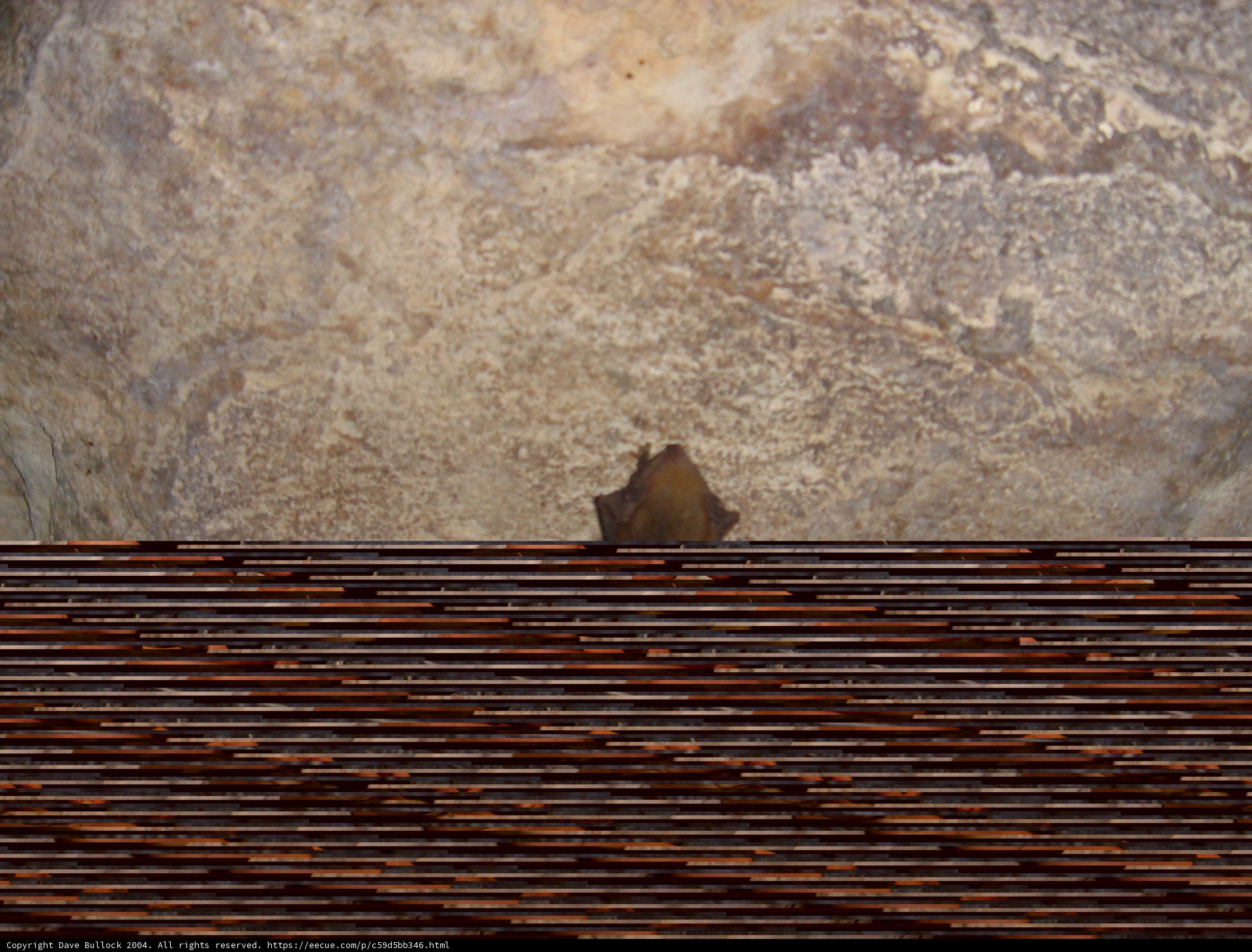 Brown Bat Roosting on Wooden Wall