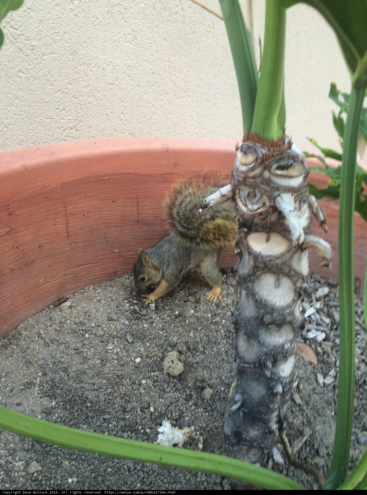 Squirrel Snack Time