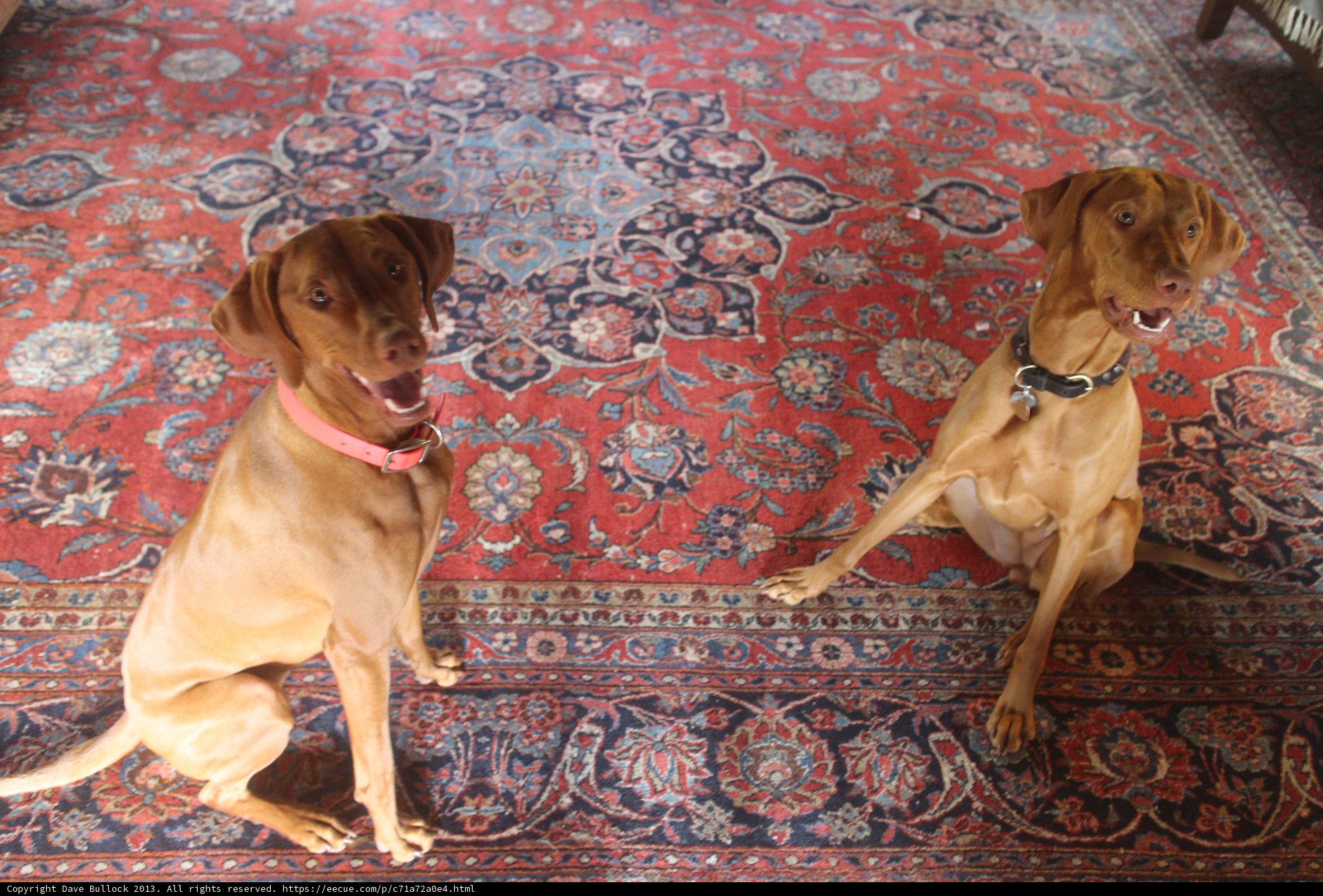 Cozy Canine Companions