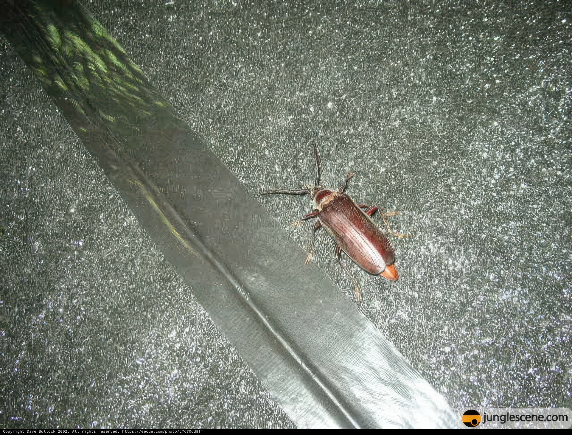 The Mysterious Antennae