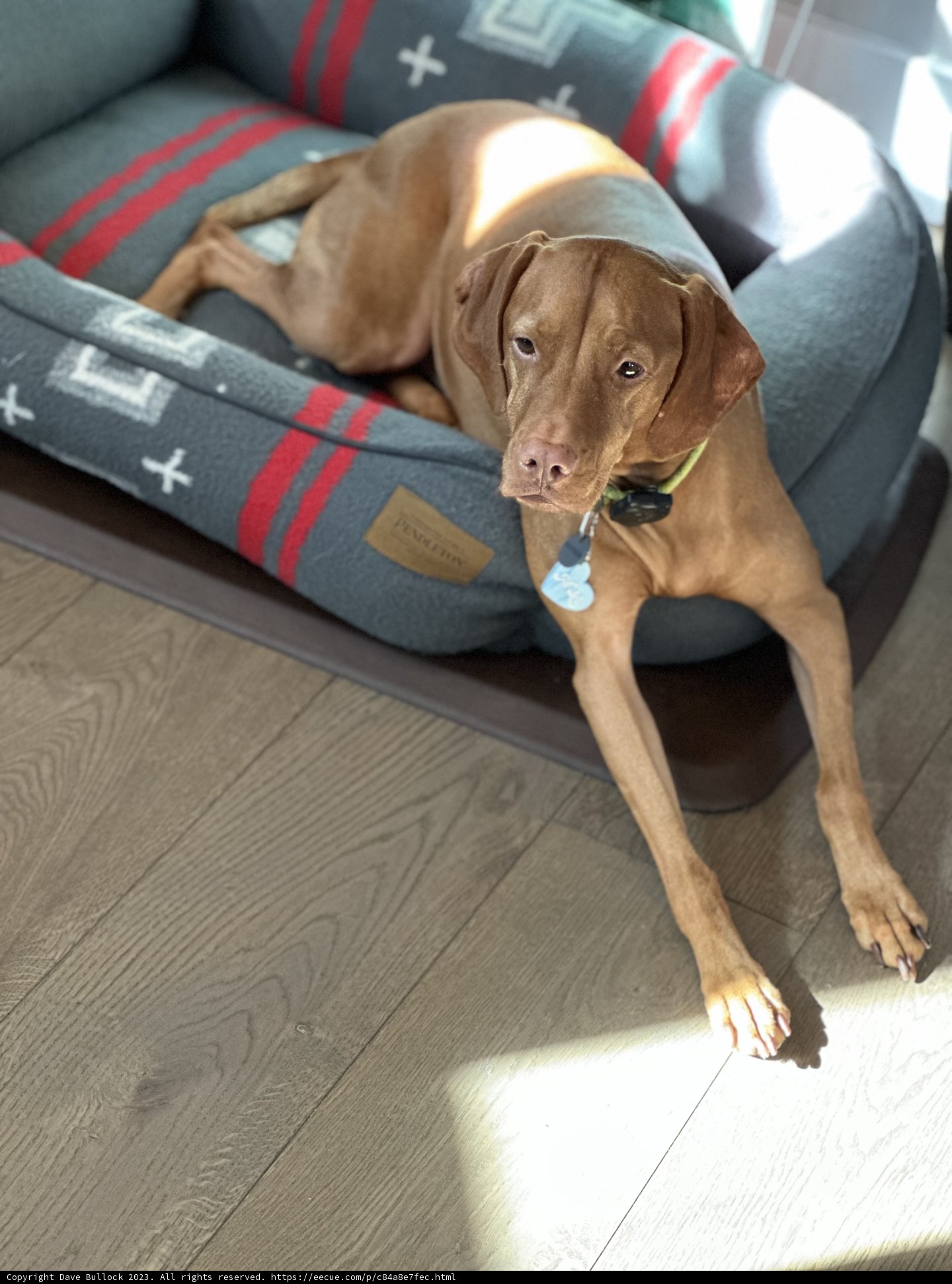 Resting Pup
