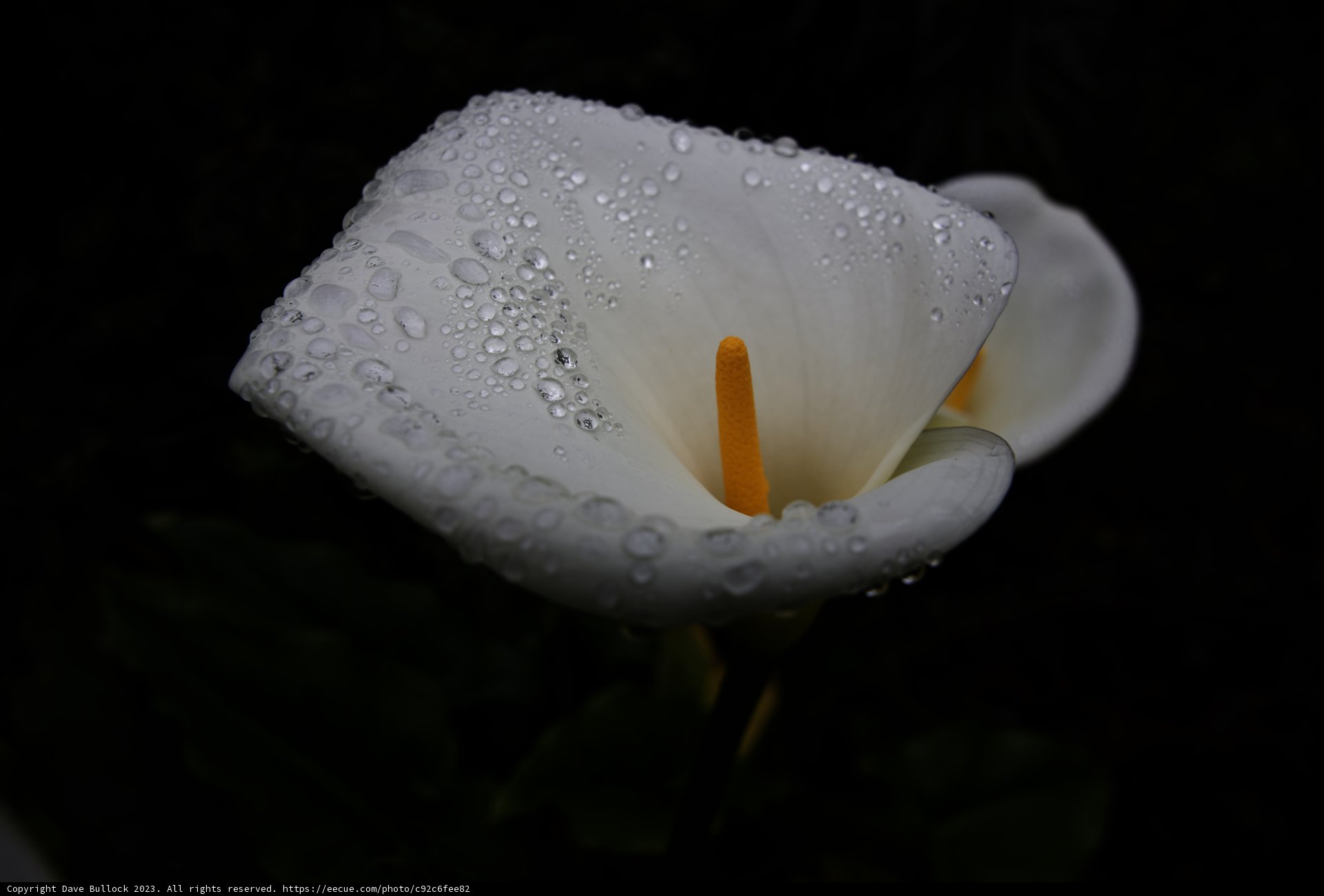 Graceful Calla Lily in San Francisco