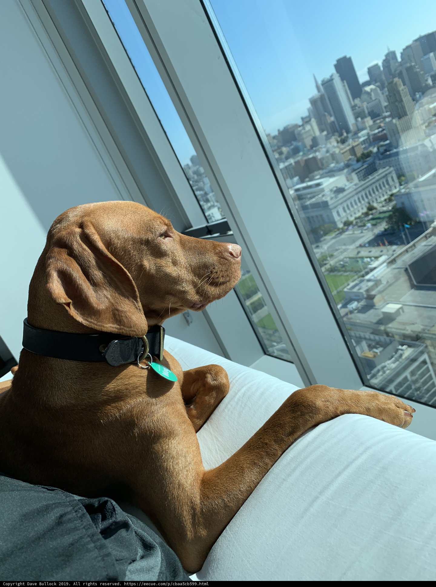 Urban Canine Relaxation