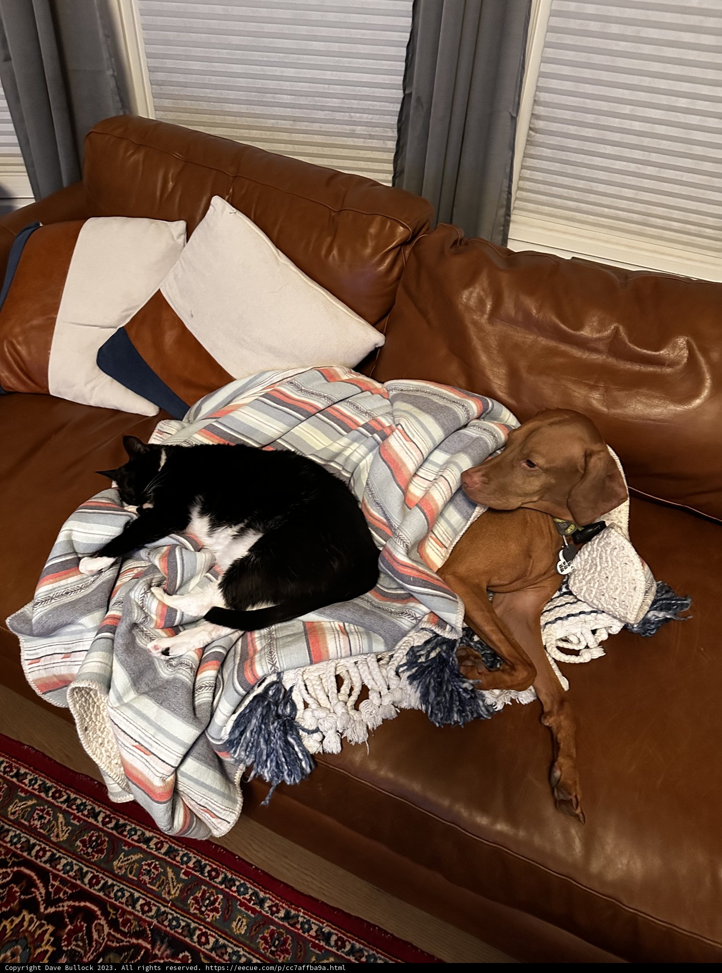 Comfortable Companions