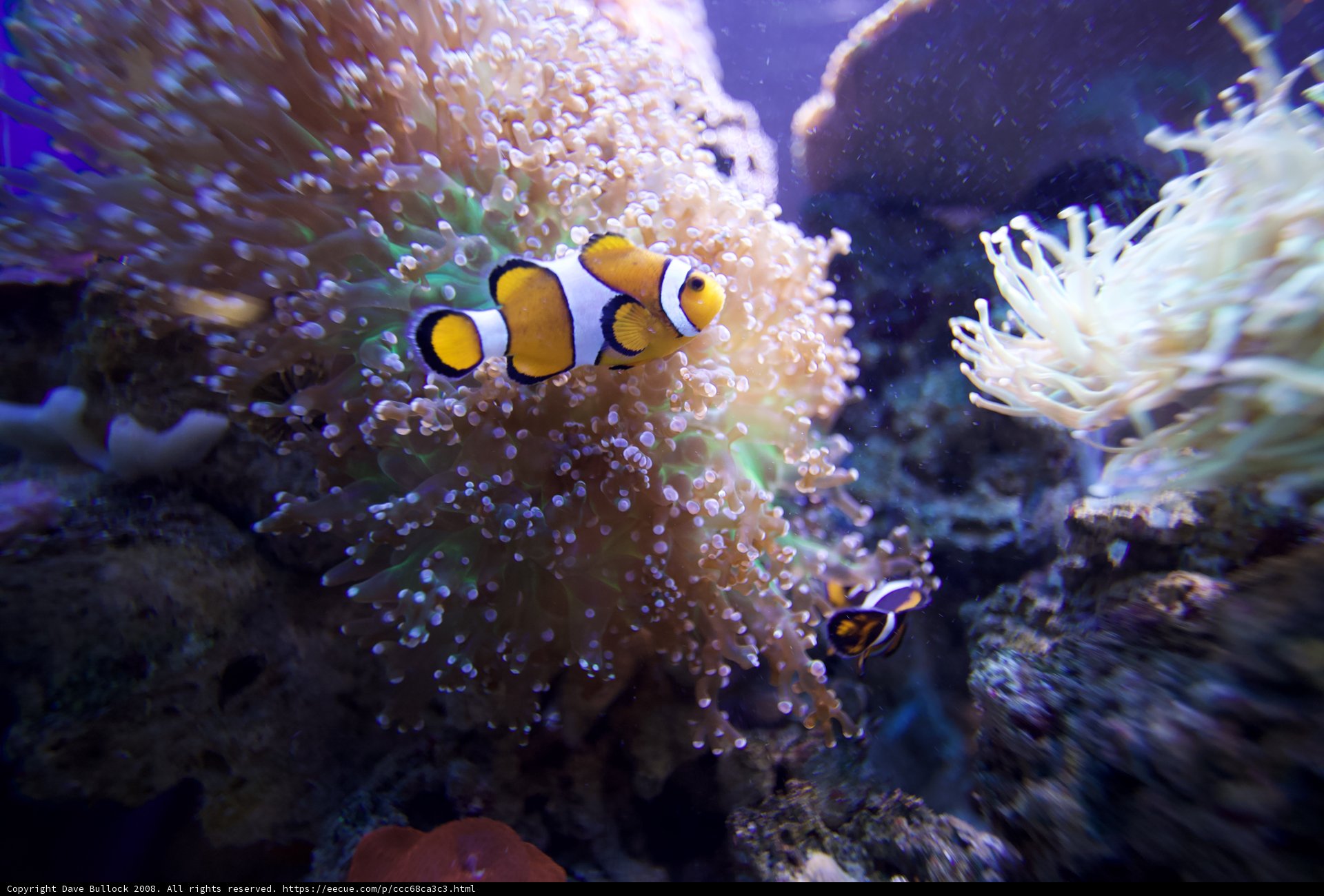 Swimming with the Clownfish